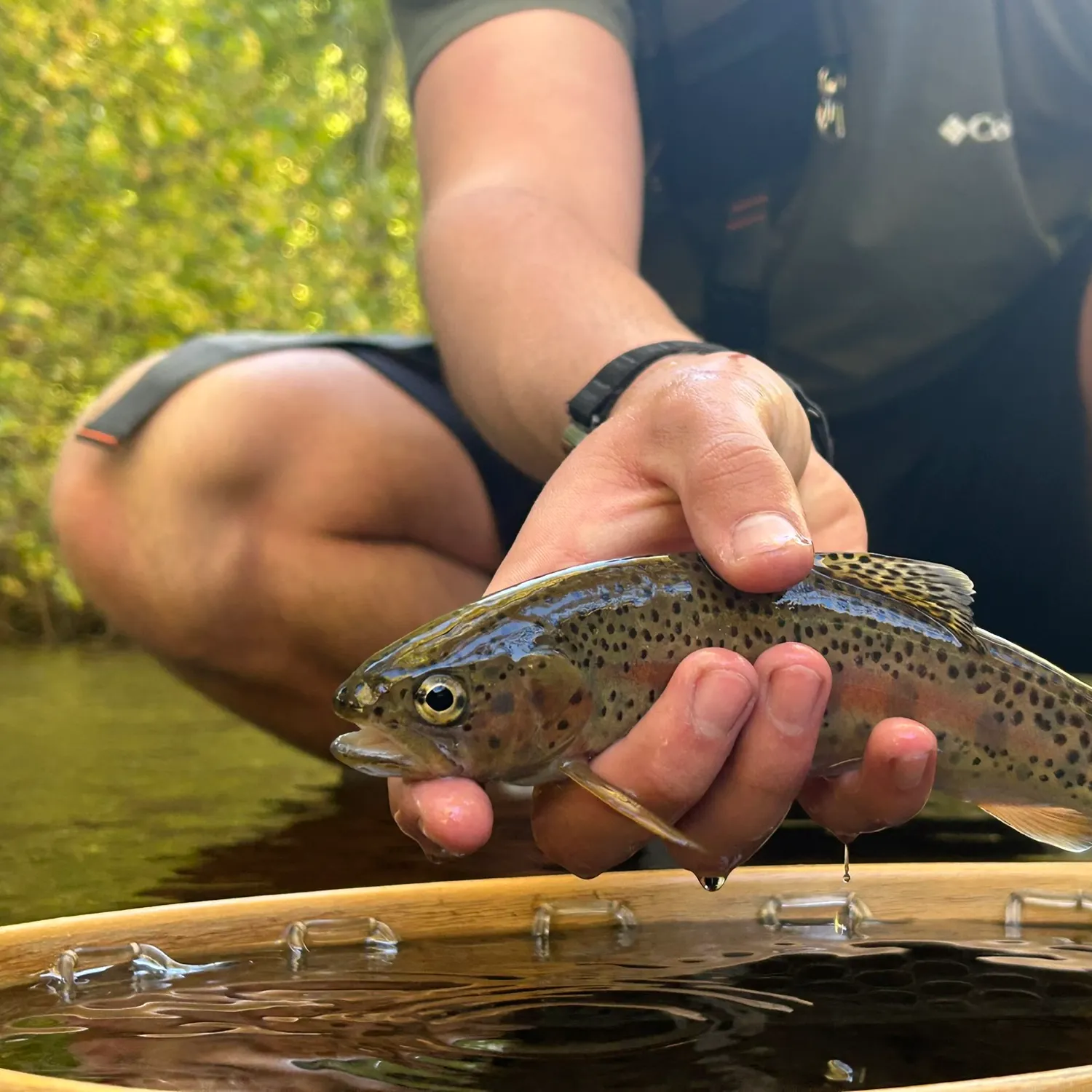 Rainbow trout caught on Fishbrain