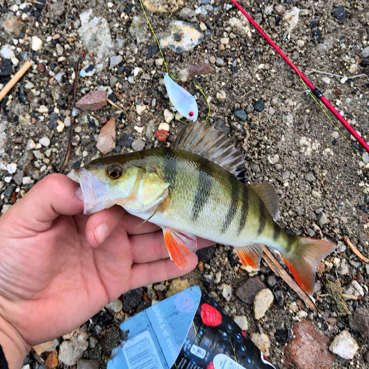 European perch caught on Fishbrain
