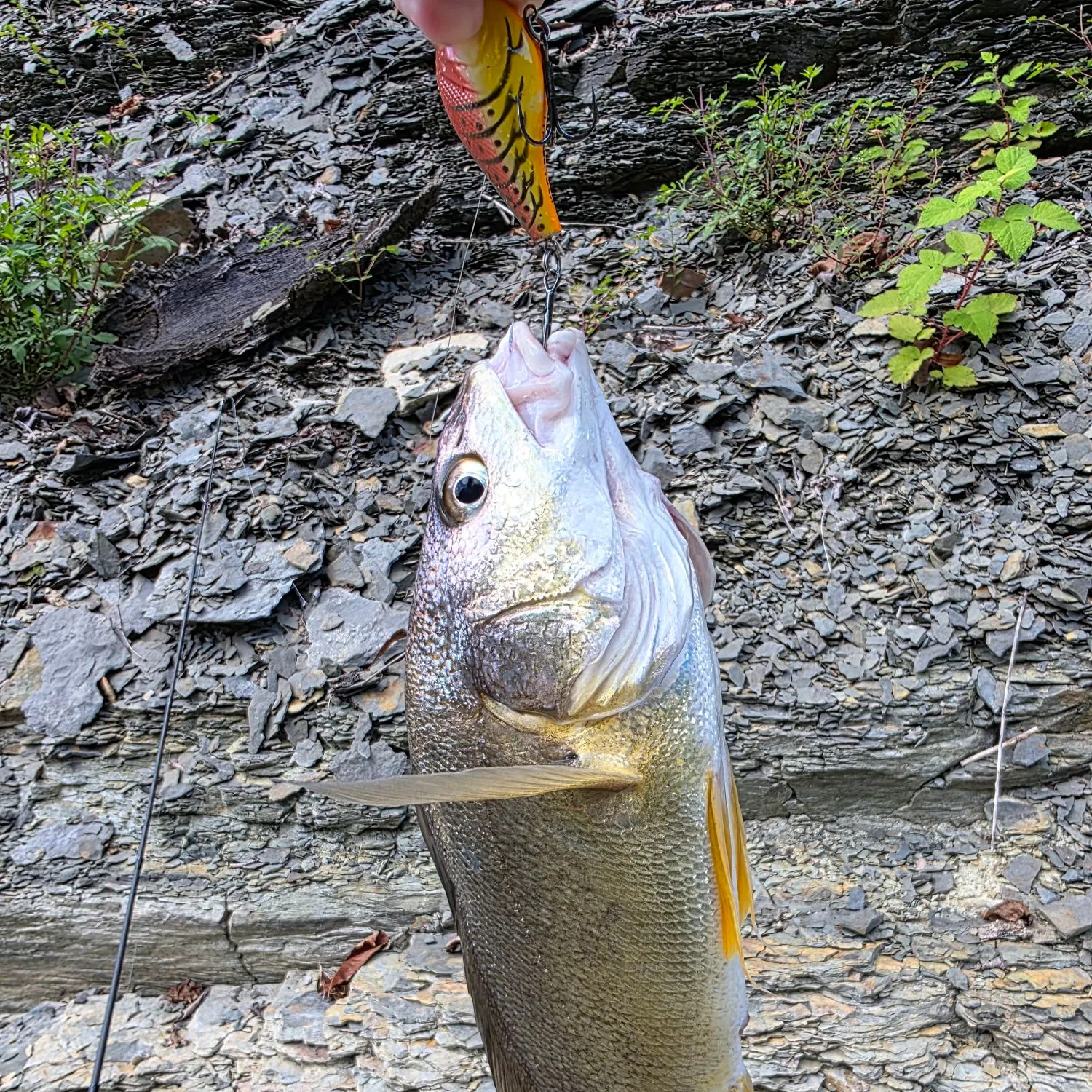 Freshwater drum caught on Fishbrain