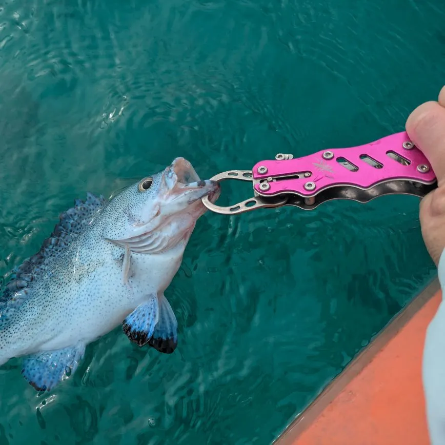The most recent Peacock hind catches on Fishbrain