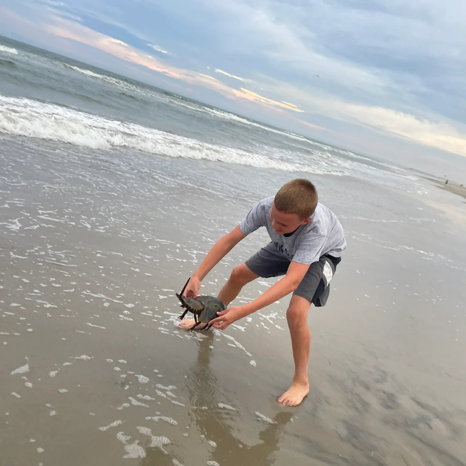 The most recent Atlantic horseshoe crab catches on Fishbrain