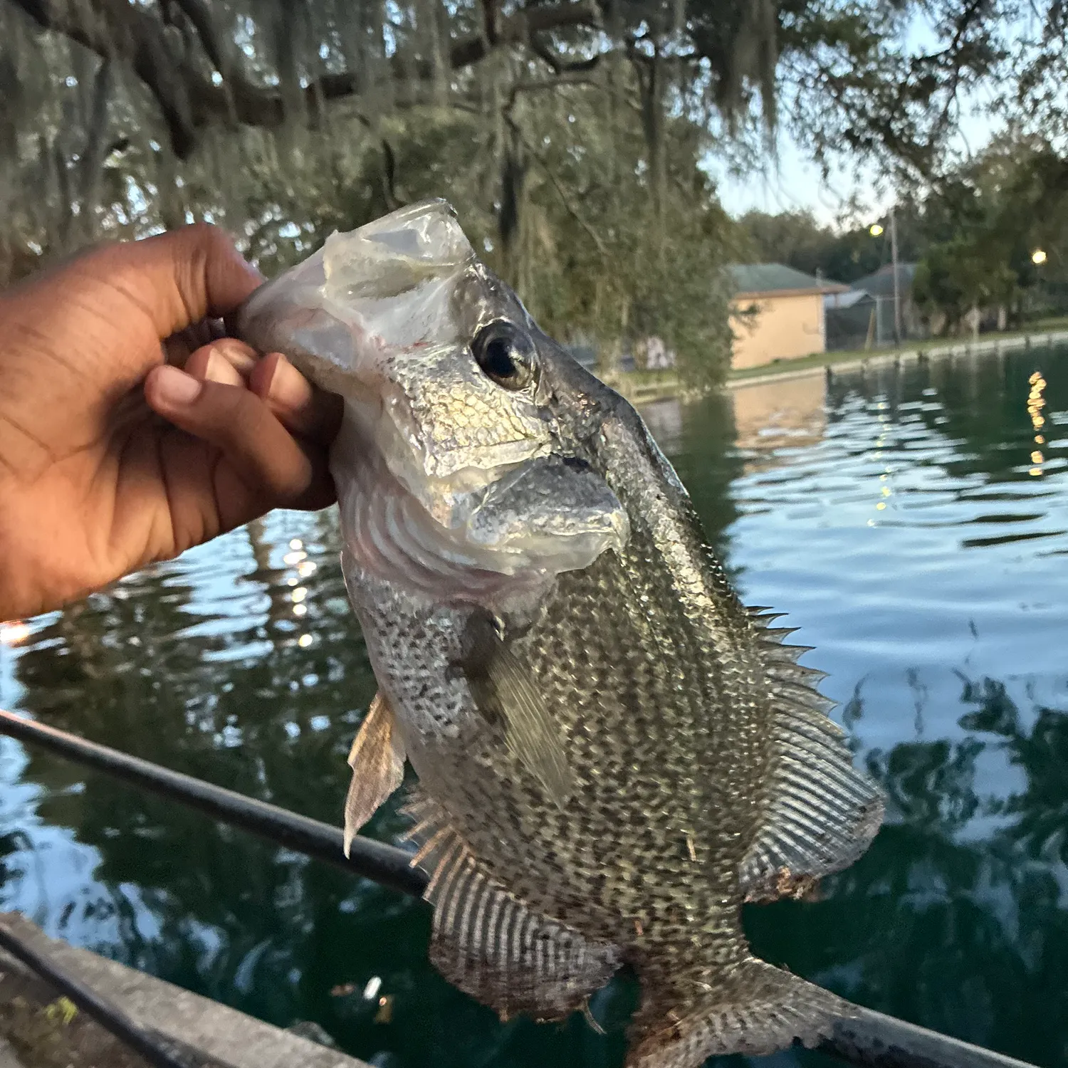 Black crappie caught on Fishbrain