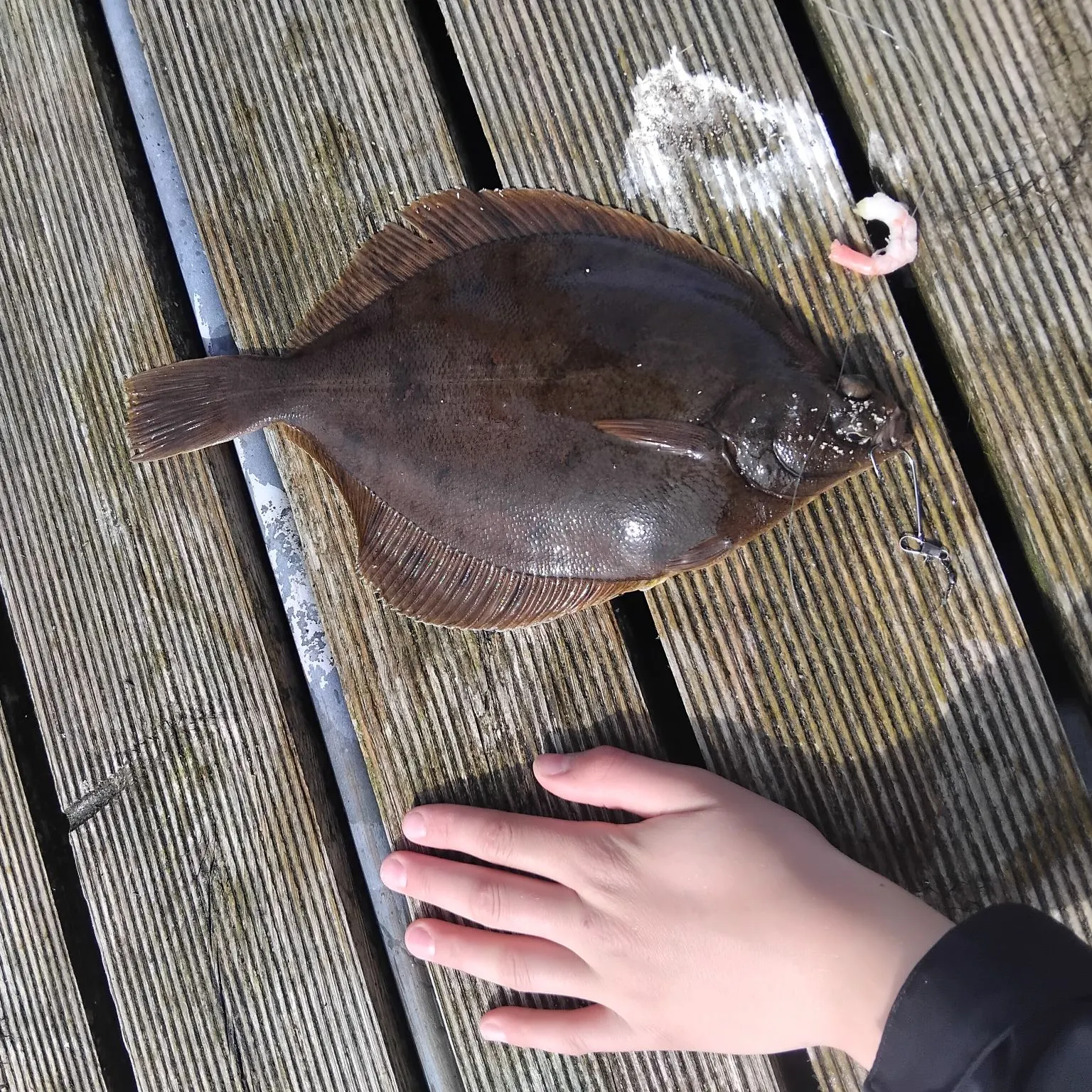 The most recent Witch flounder catches on Fishbrain