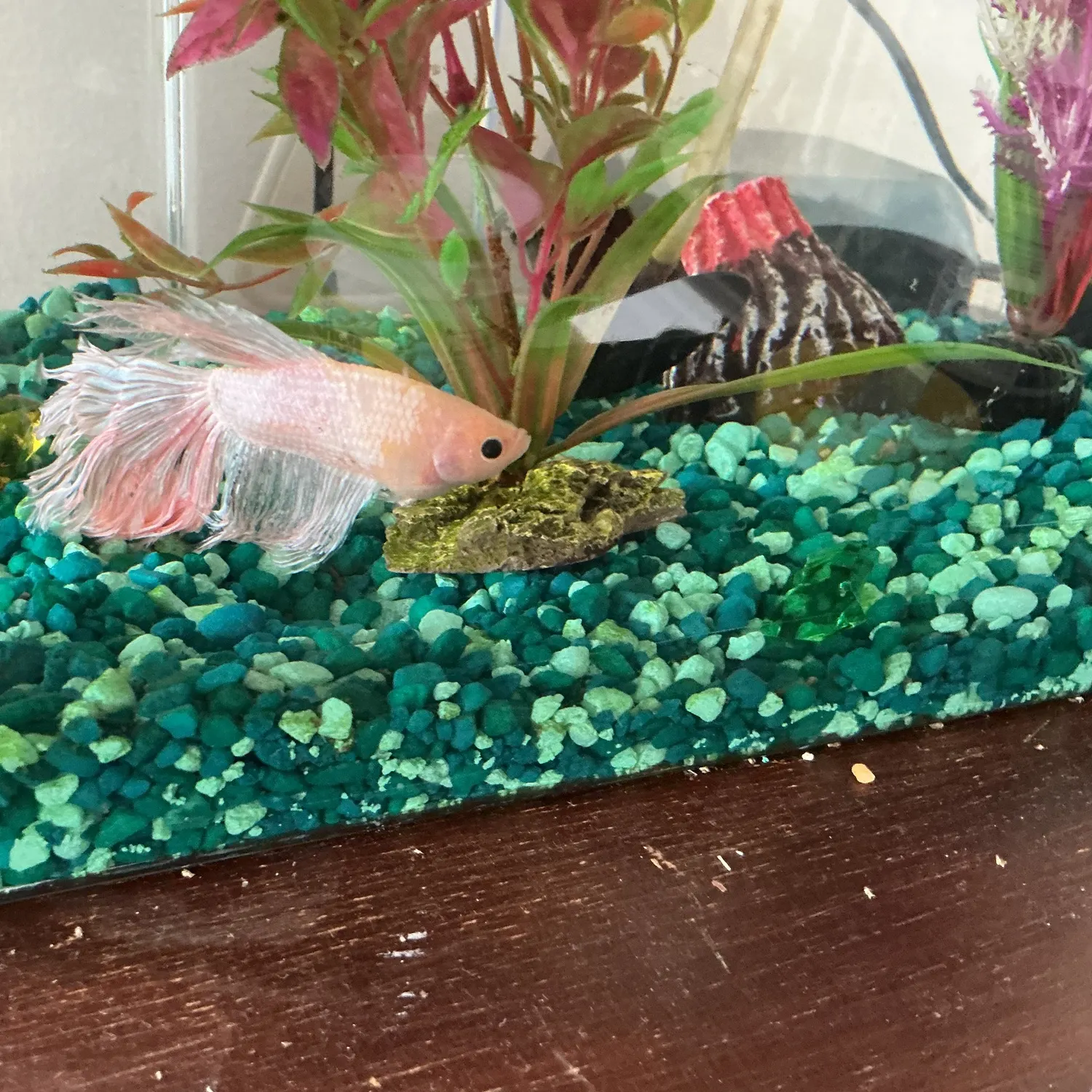 The most recent Siamese fighting fish catches on Fishbrain