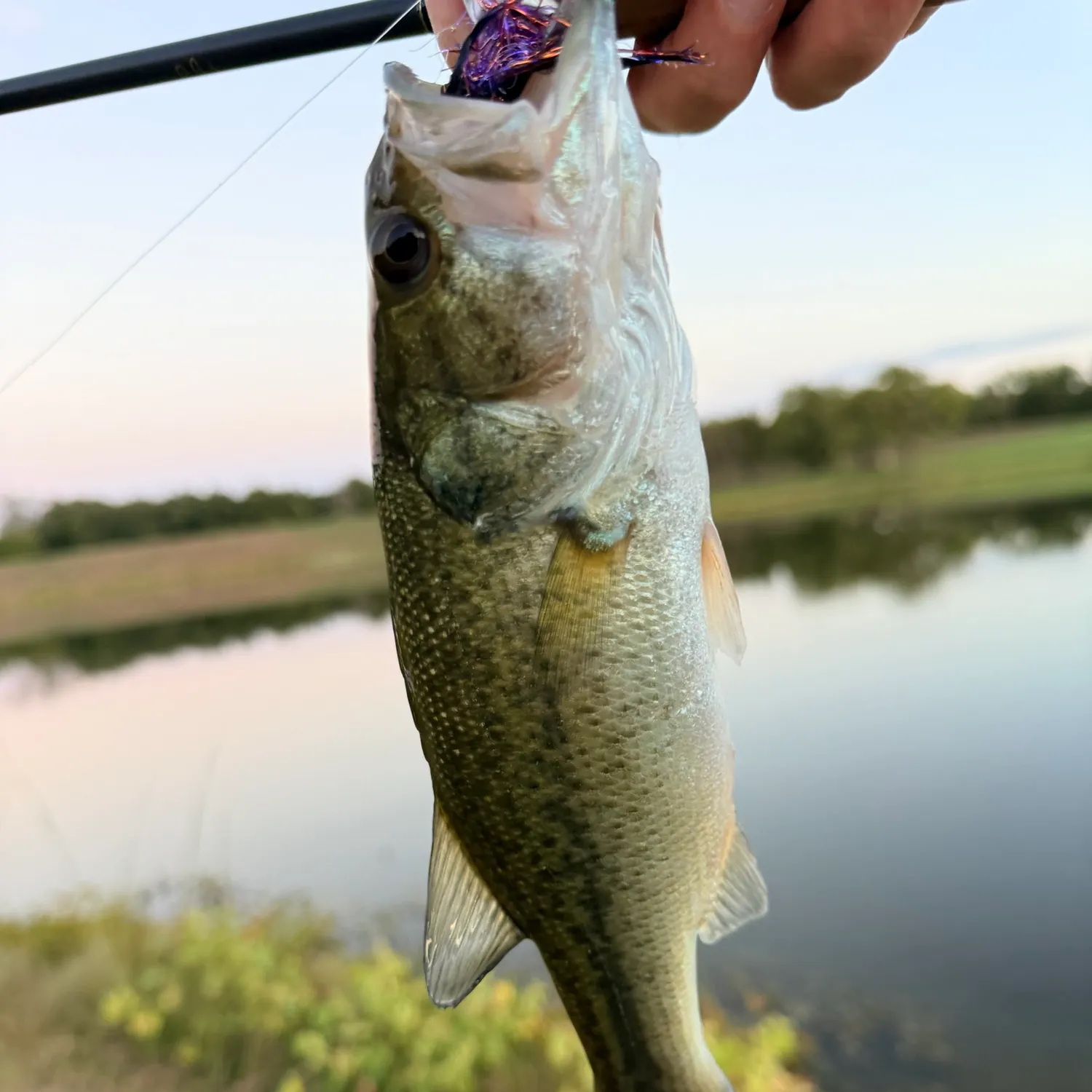 Largemouth bass caught on Fishbrain