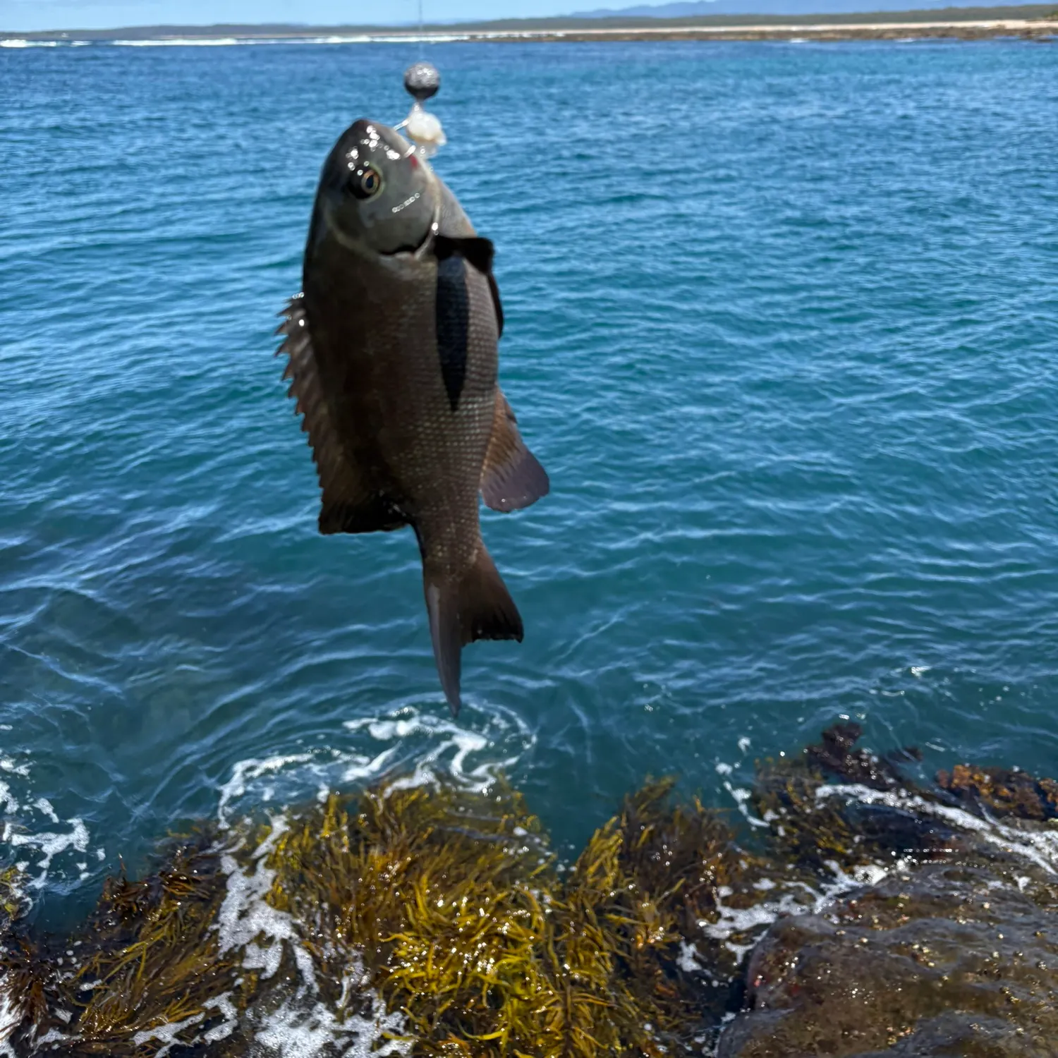 The most recent Black drummer catches on Fishbrain