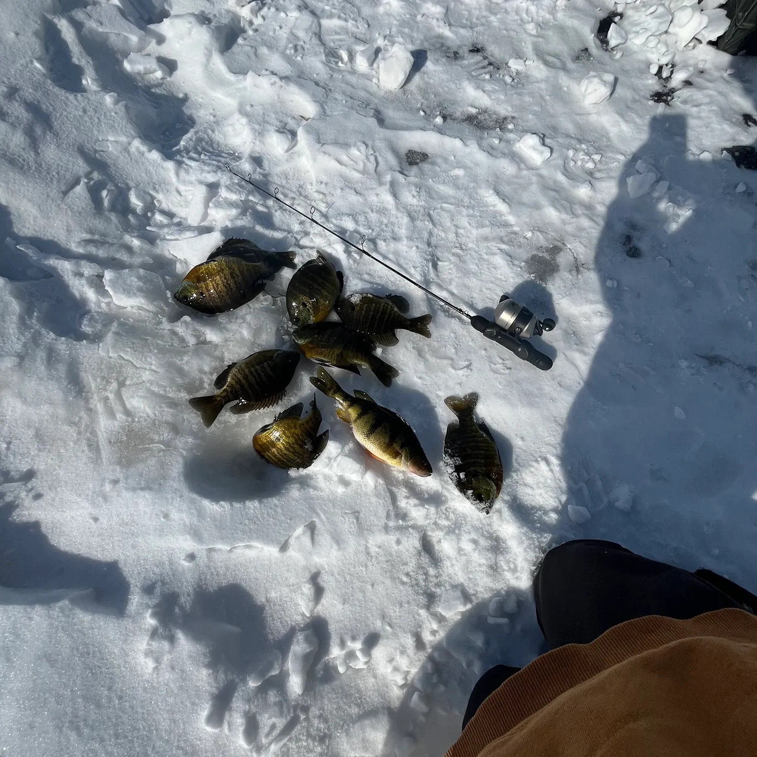 recently logged catches
