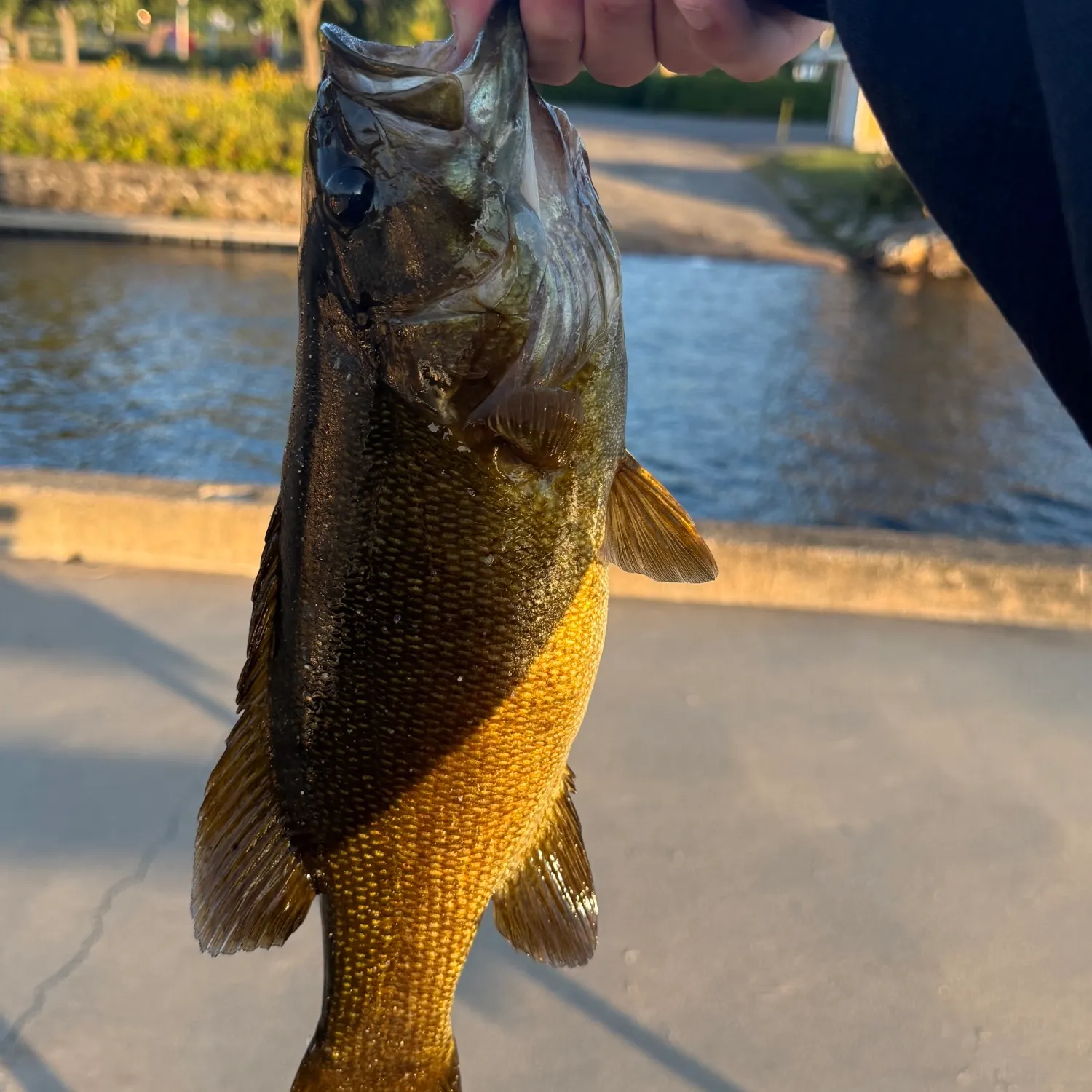 Smallmouth bass caught on Fishbrain