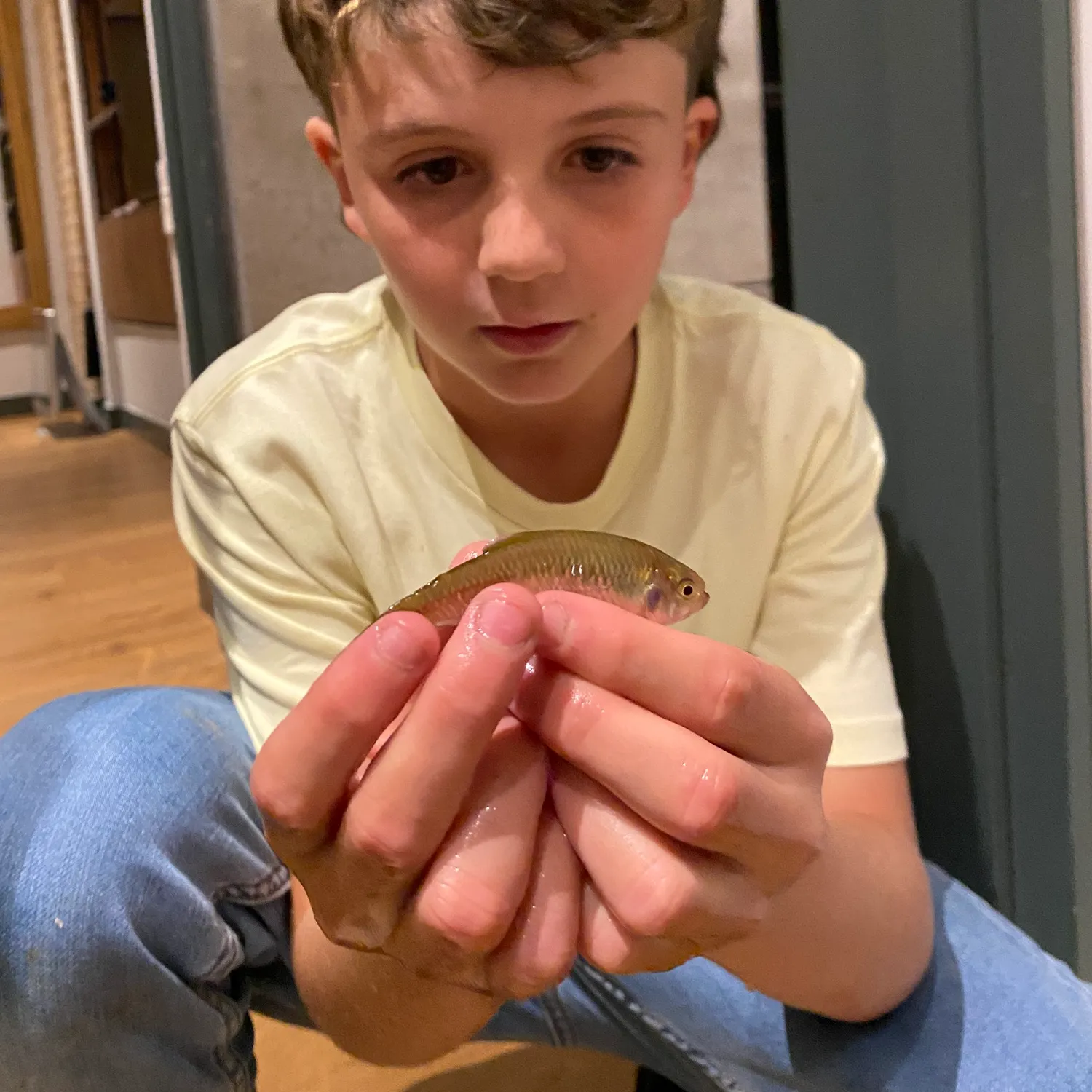 The most recent Scaled herring catches on Fishbrain