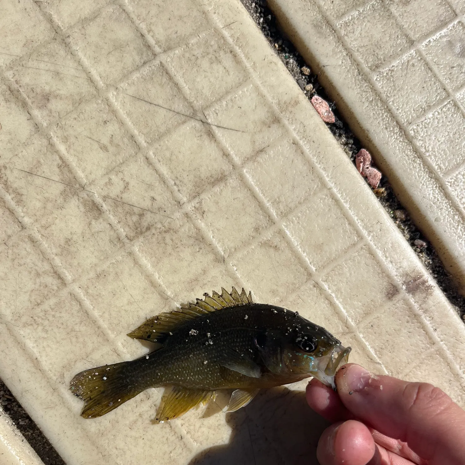 Green sunfish caught on Fishbrain