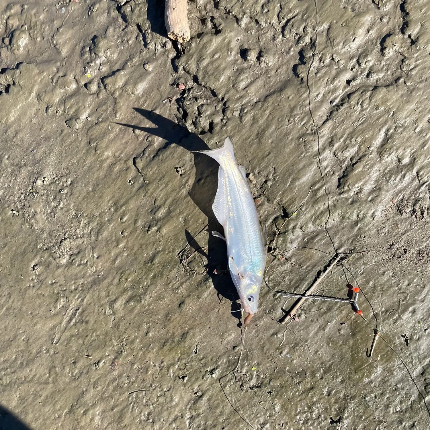 Blue catfish caught on Fishbrain