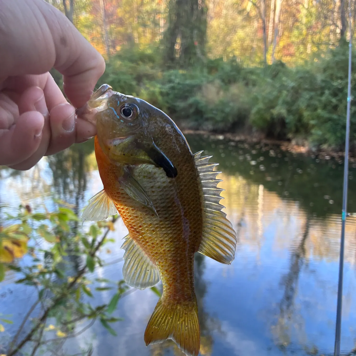Redbreast sunfish caught on Fishbrain