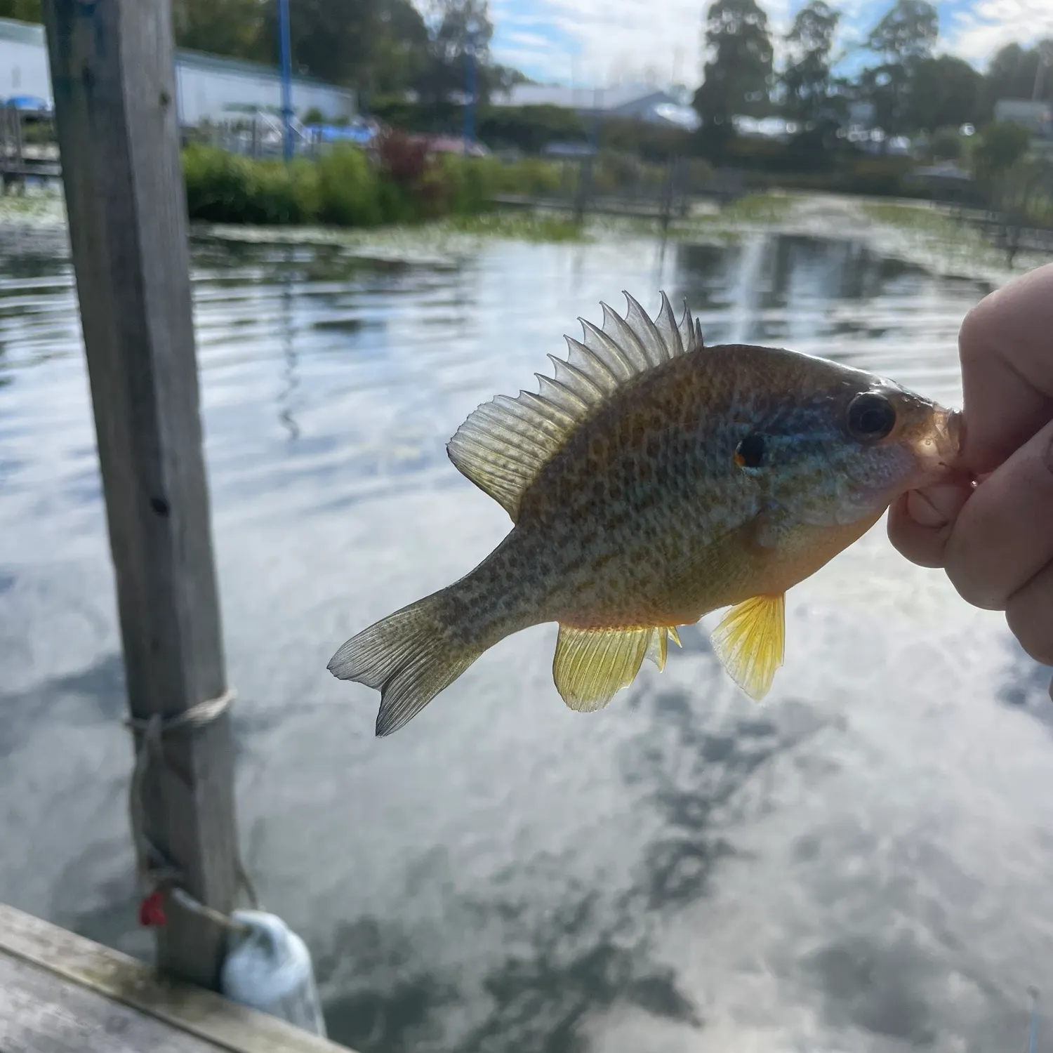 Pumpkinseed caught on Fishbrain