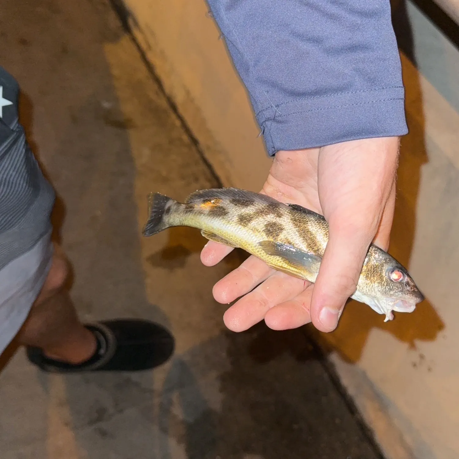 Southern kingcroaker caught on Fishbrain