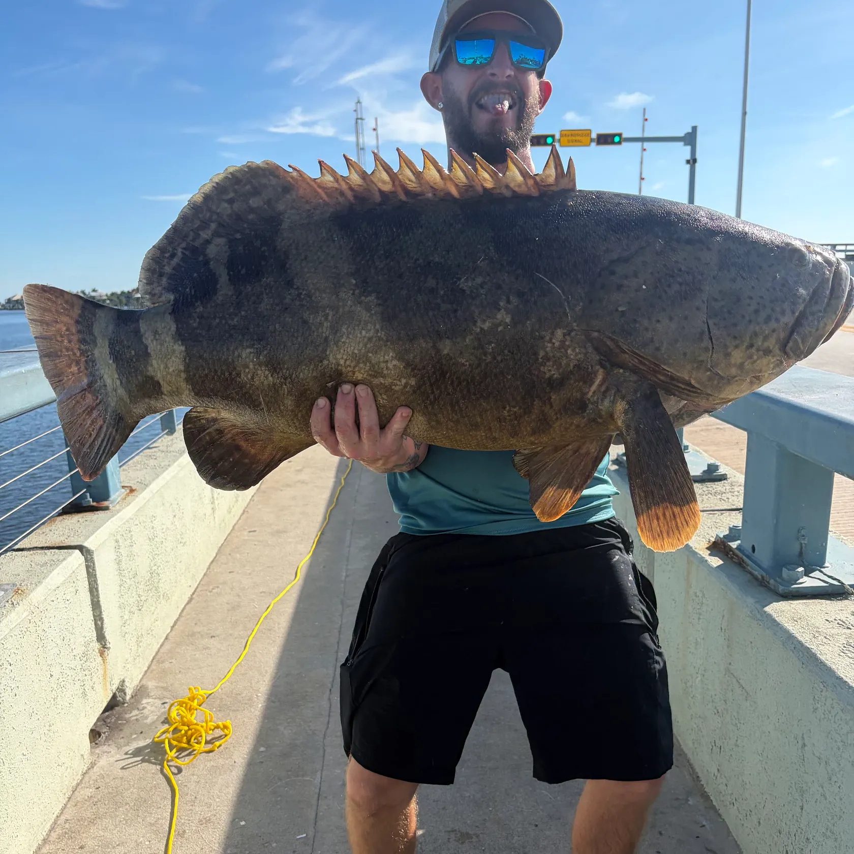 Atlantic goliath grouper caught on Fishbrain