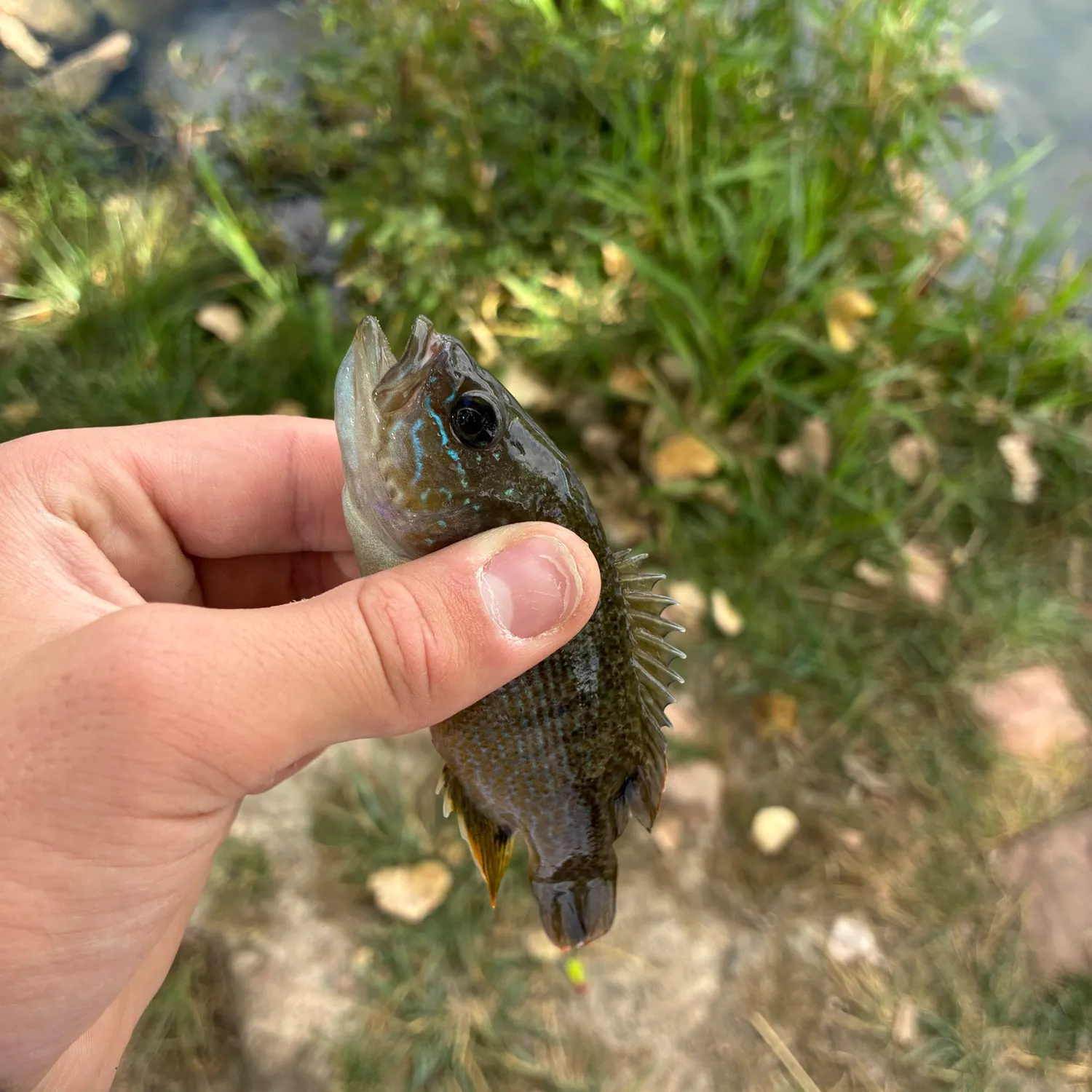 Green sunfish caught on Fishbrain