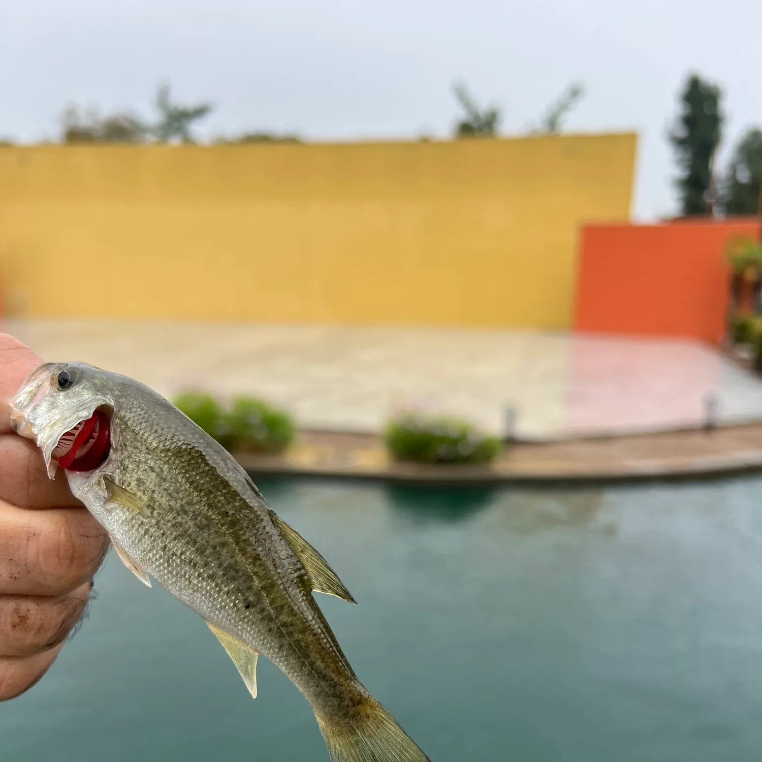 Fish caught on Fishbrain