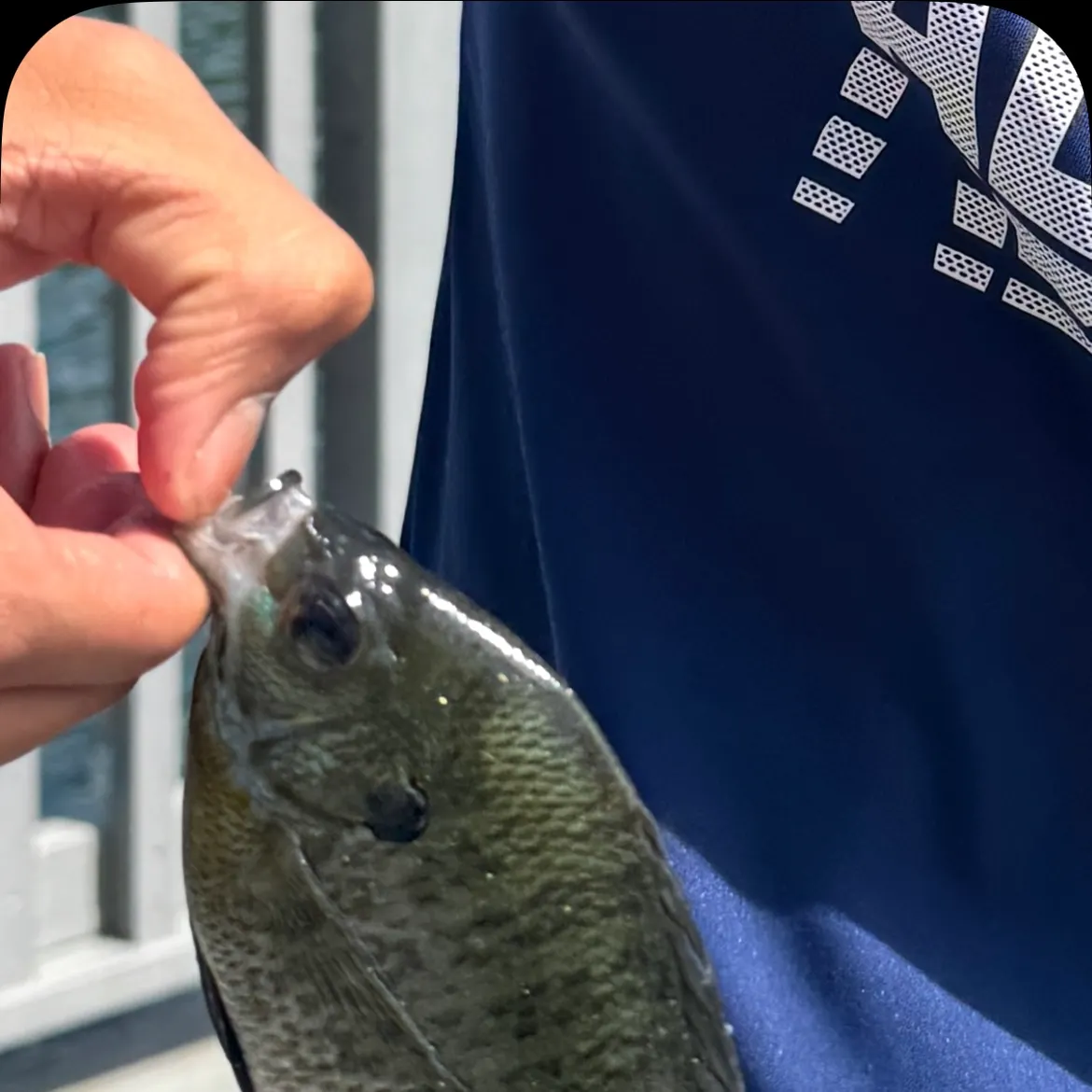 Bluegill caught on Fishbrain