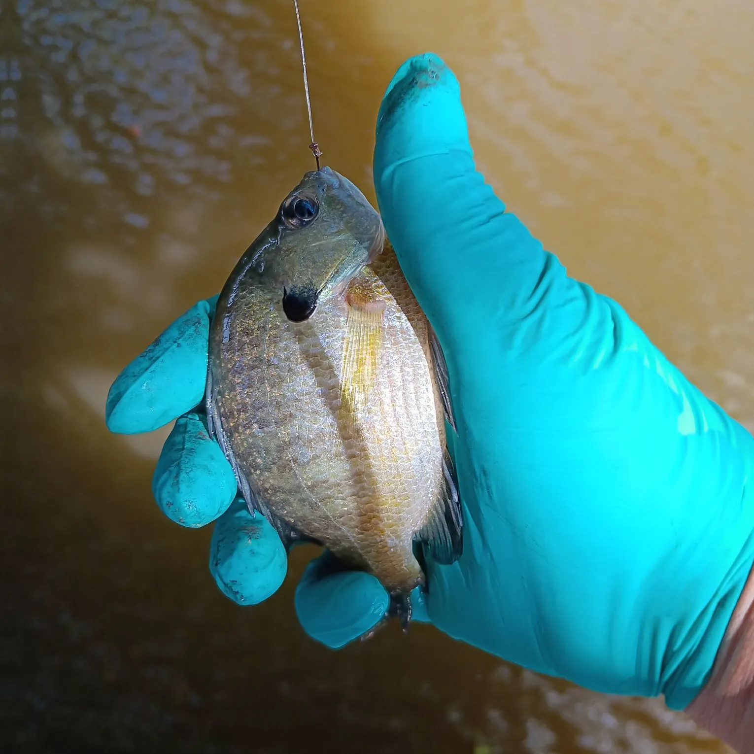 Bluegill caught on Fishbrain
