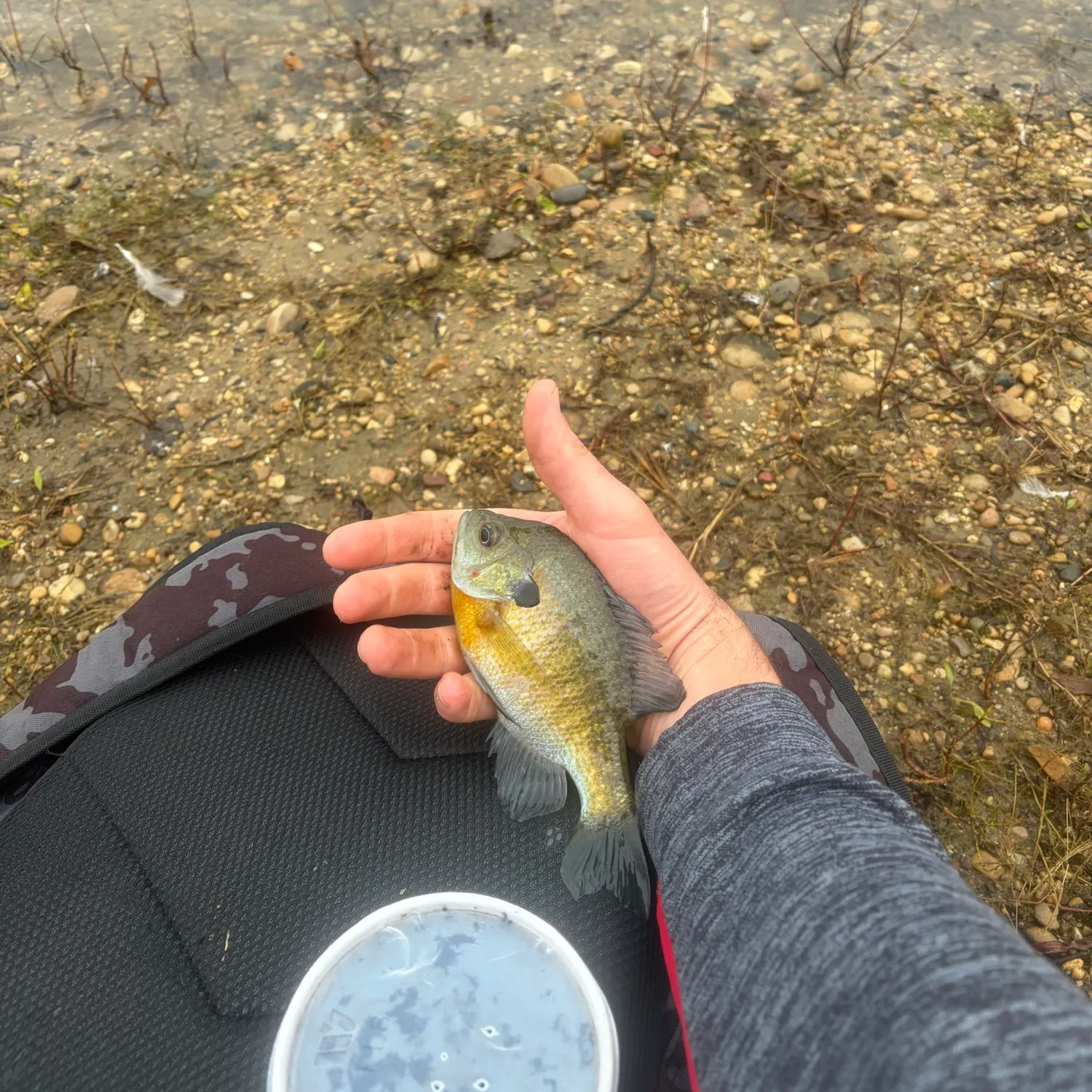 Bluegill caught on Fishbrain