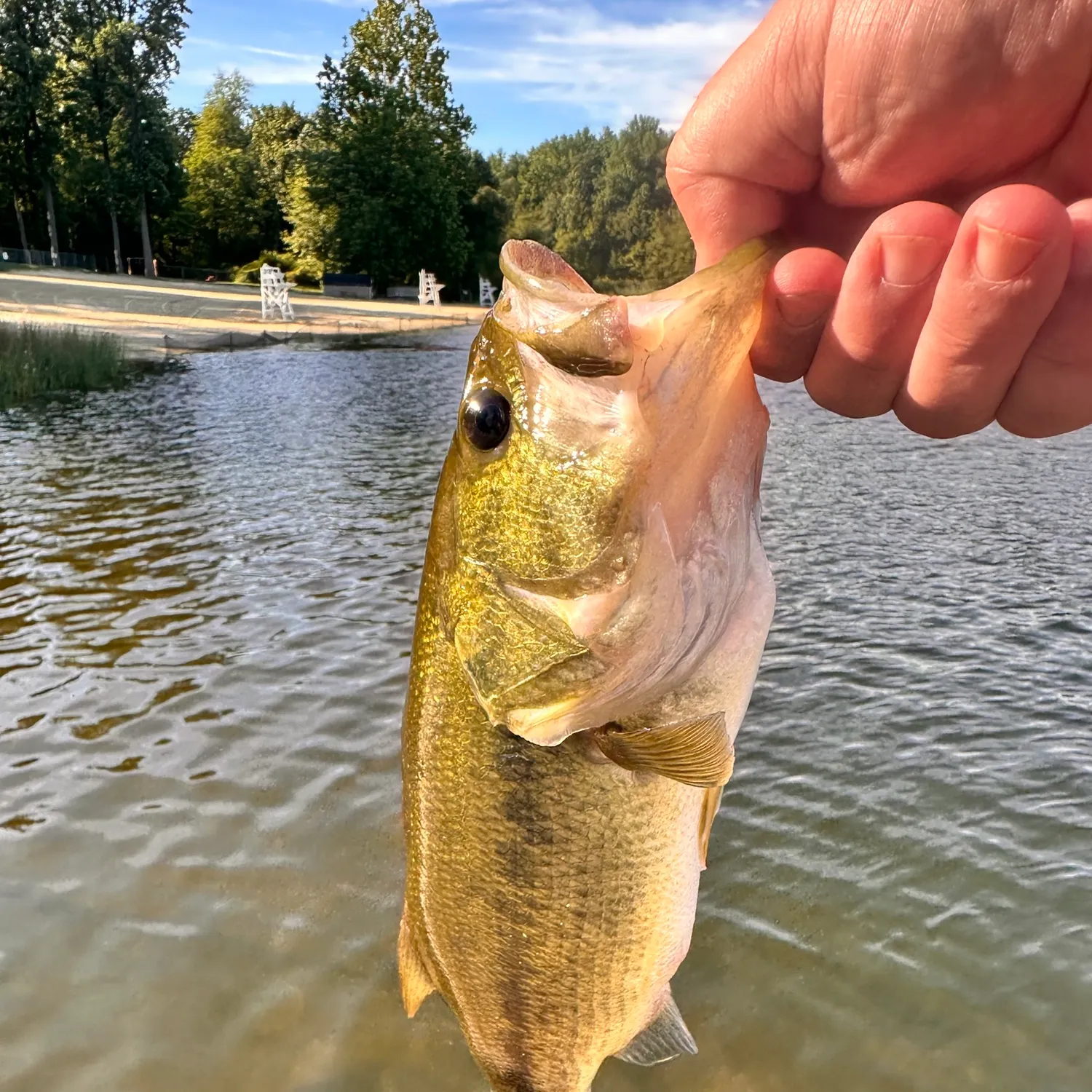 Spotted bass caught on Fishbrain
