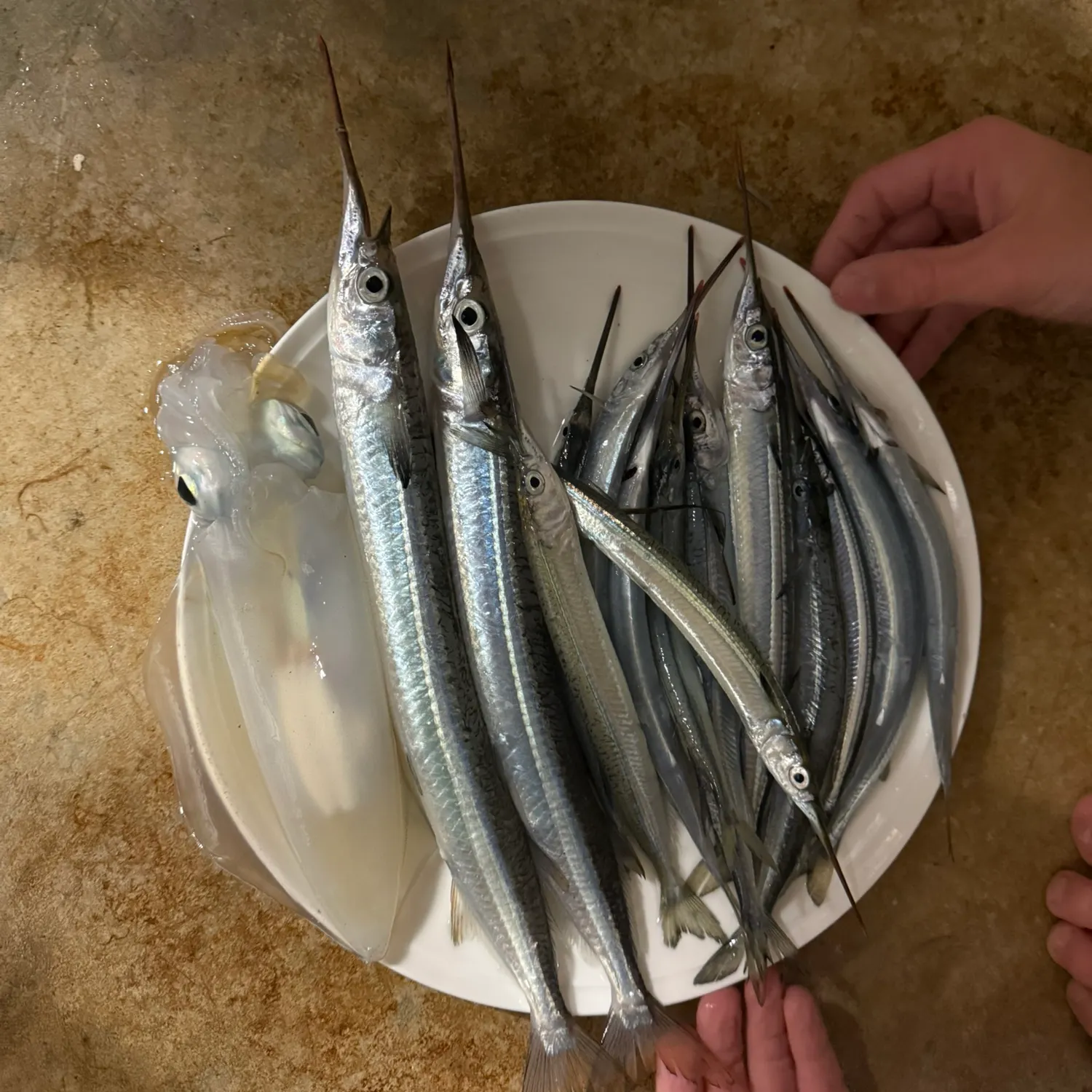 The most recent Southern garfish catches on Fishbrain