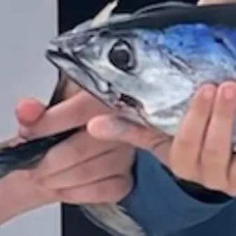 The most recent Skipjack tuna catches on Fishbrain