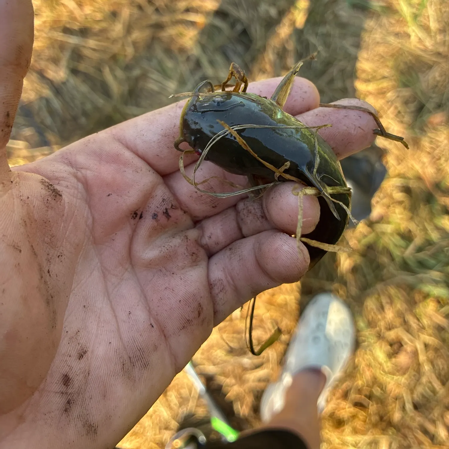 Yellow bullhead caught on Fishbrain