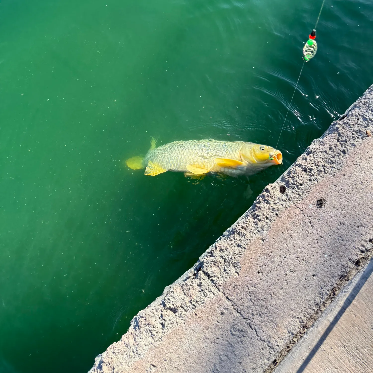 Common carp caught on Fishbrain