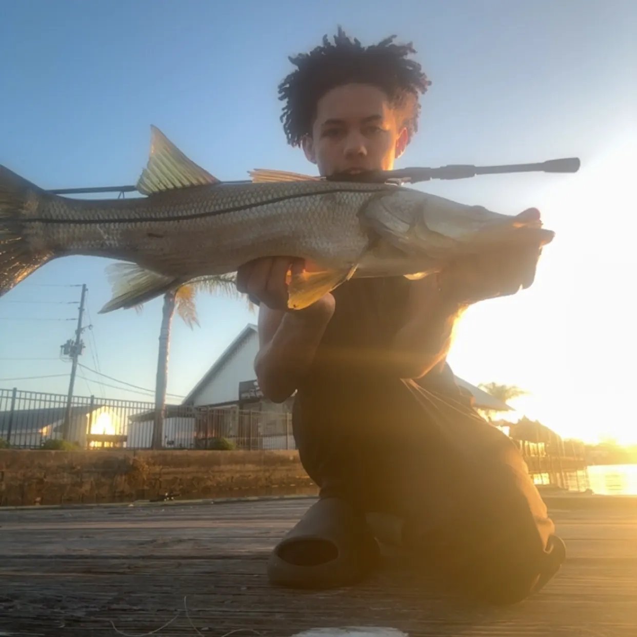 The most recent Common snook catches on Fishbrain