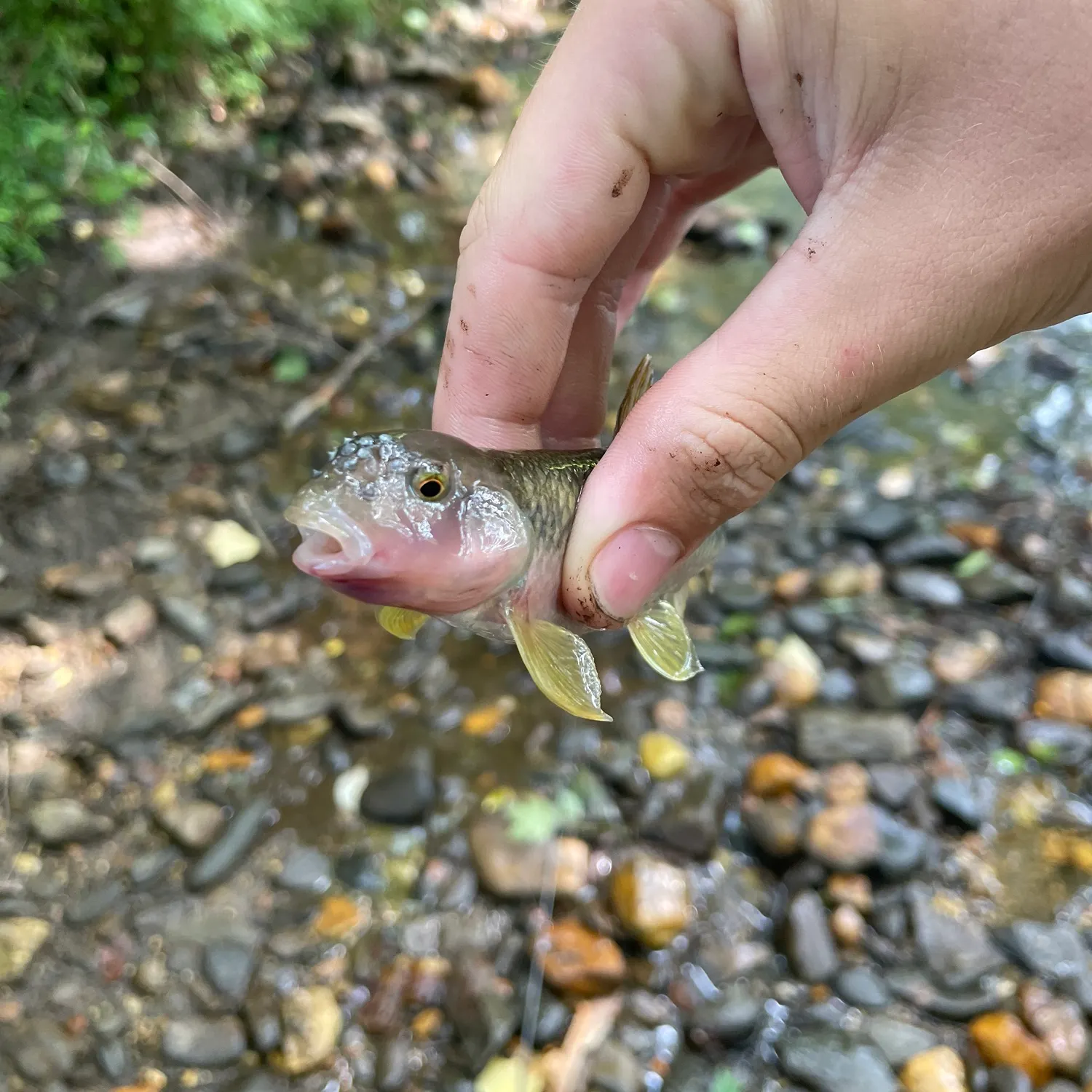 The most recent Bull chub catches on Fishbrain