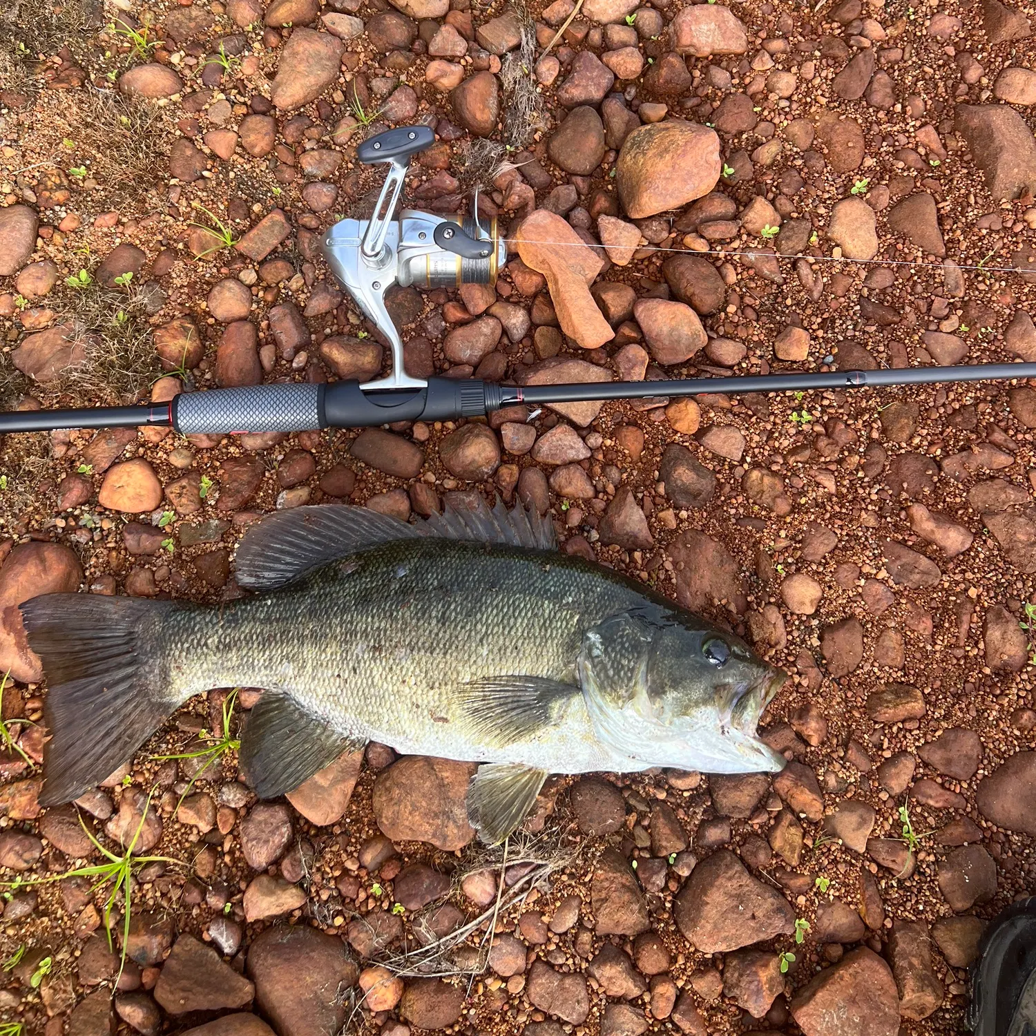 Smallmouth bass caught on Fishbrain