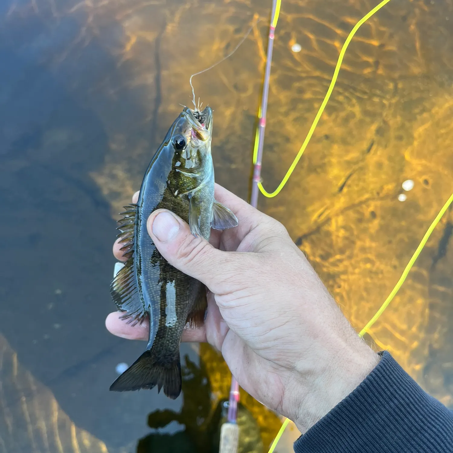 Smallmouth bass caught on Fishbrain