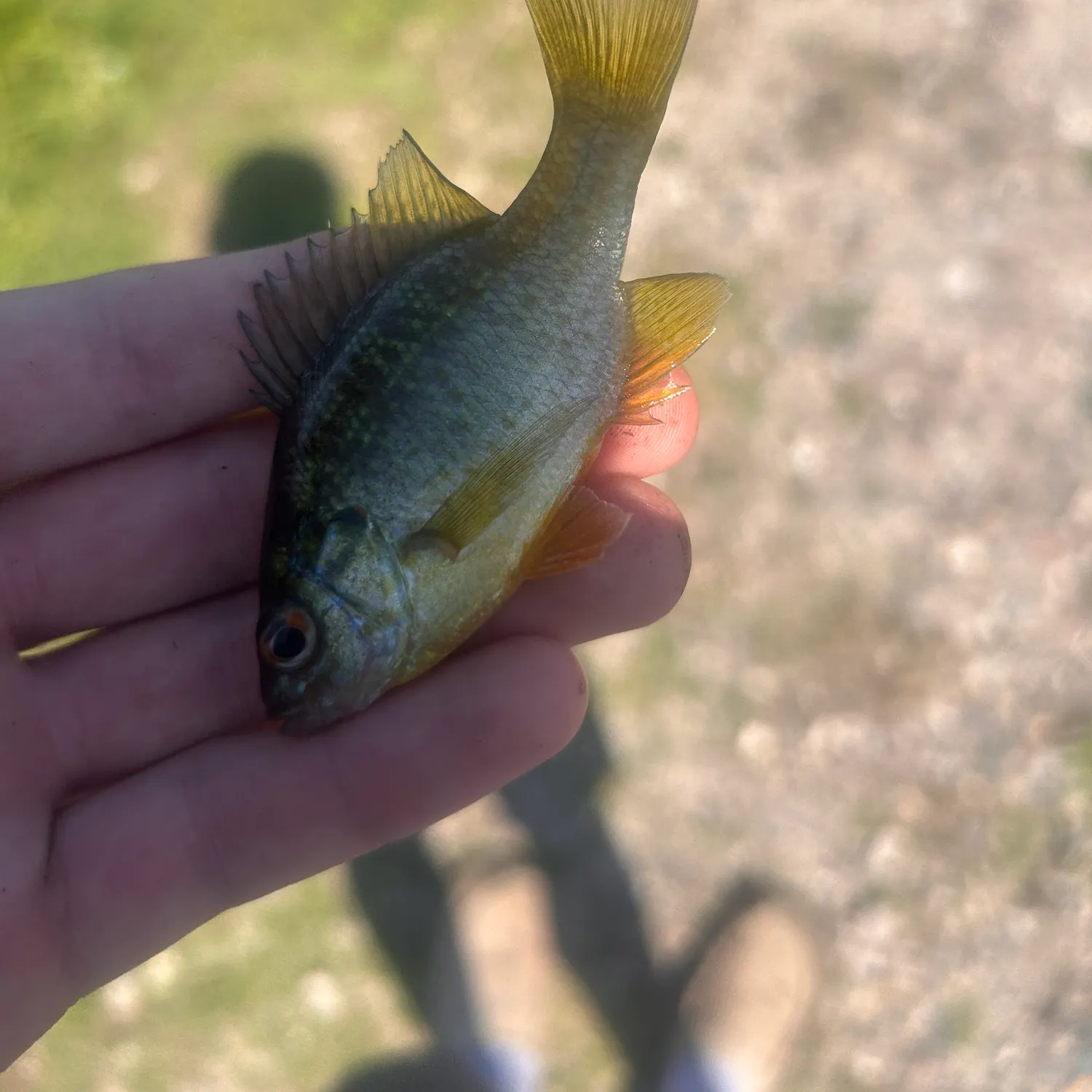 Bluegill caught on Fishbrain