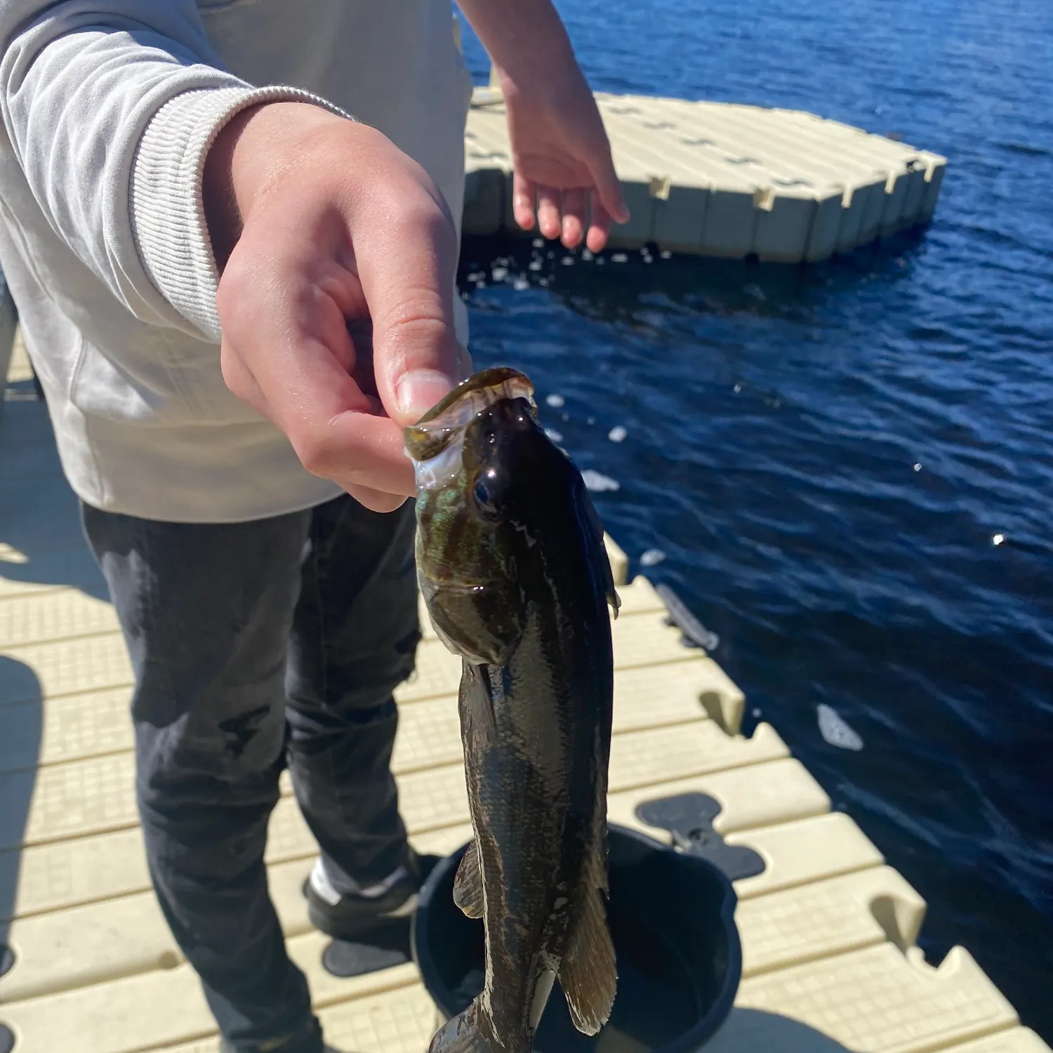 Smallmouth bass caught on Fishbrain