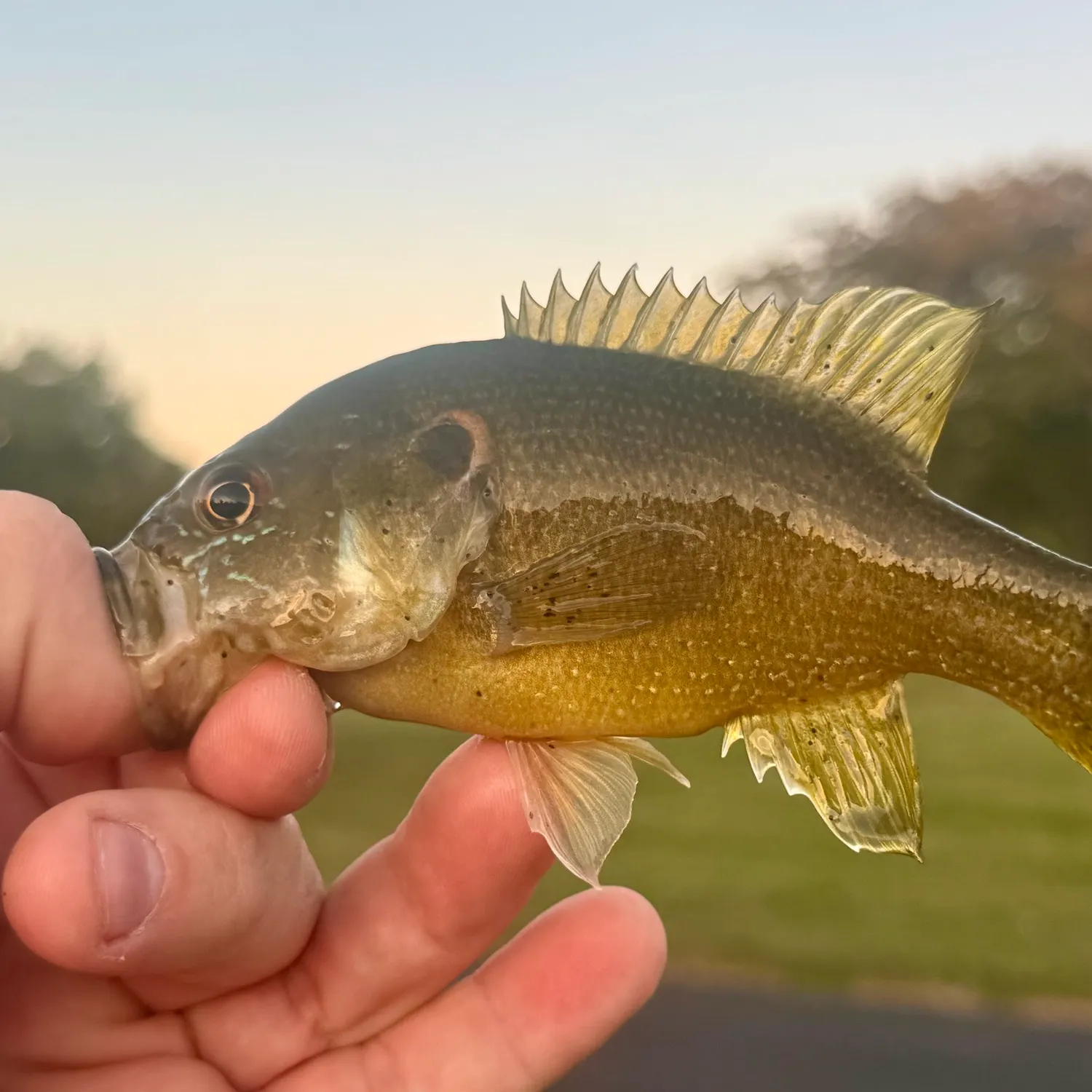 Green sunfish caught on Fishbrain