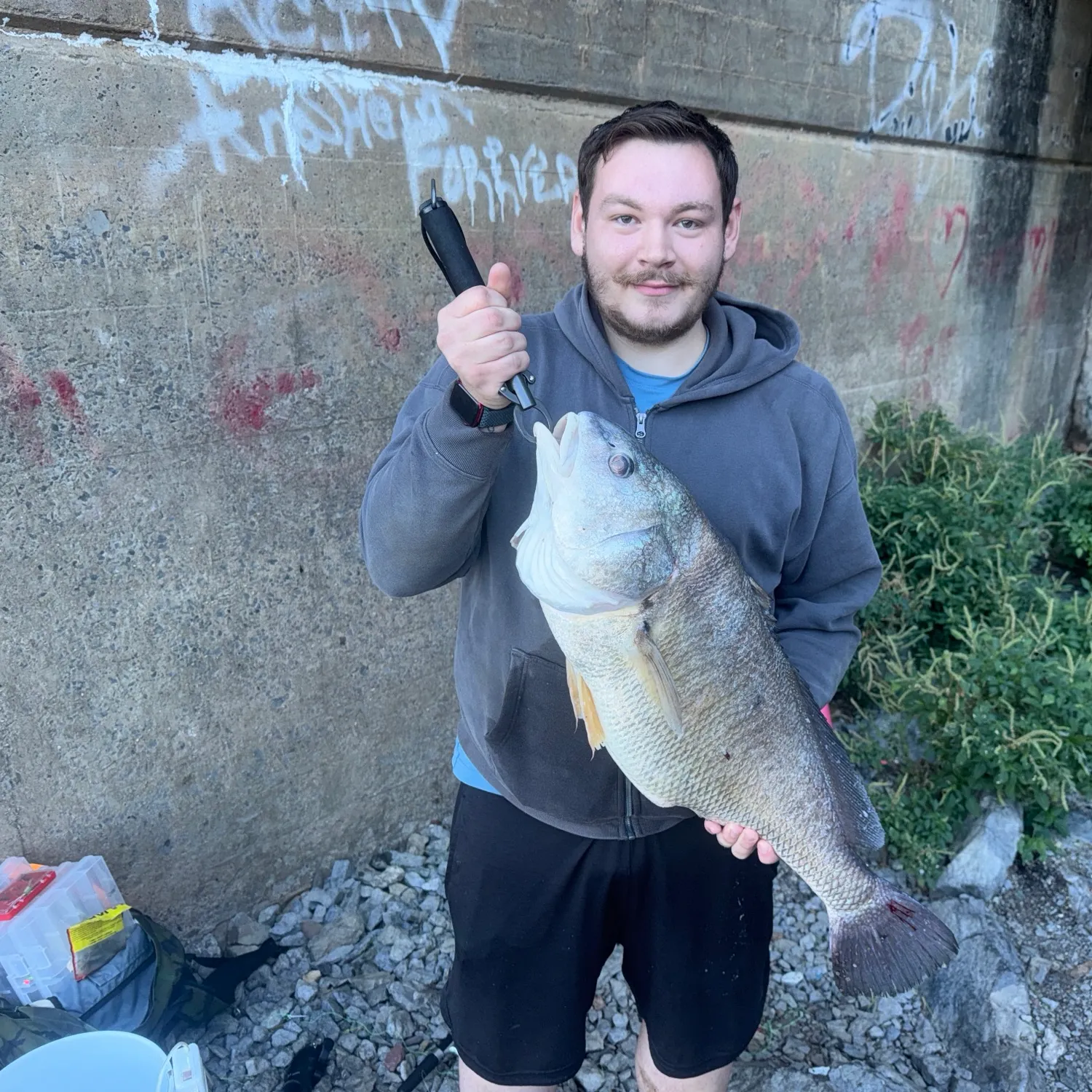 Freshwater drum caught on Fishbrain