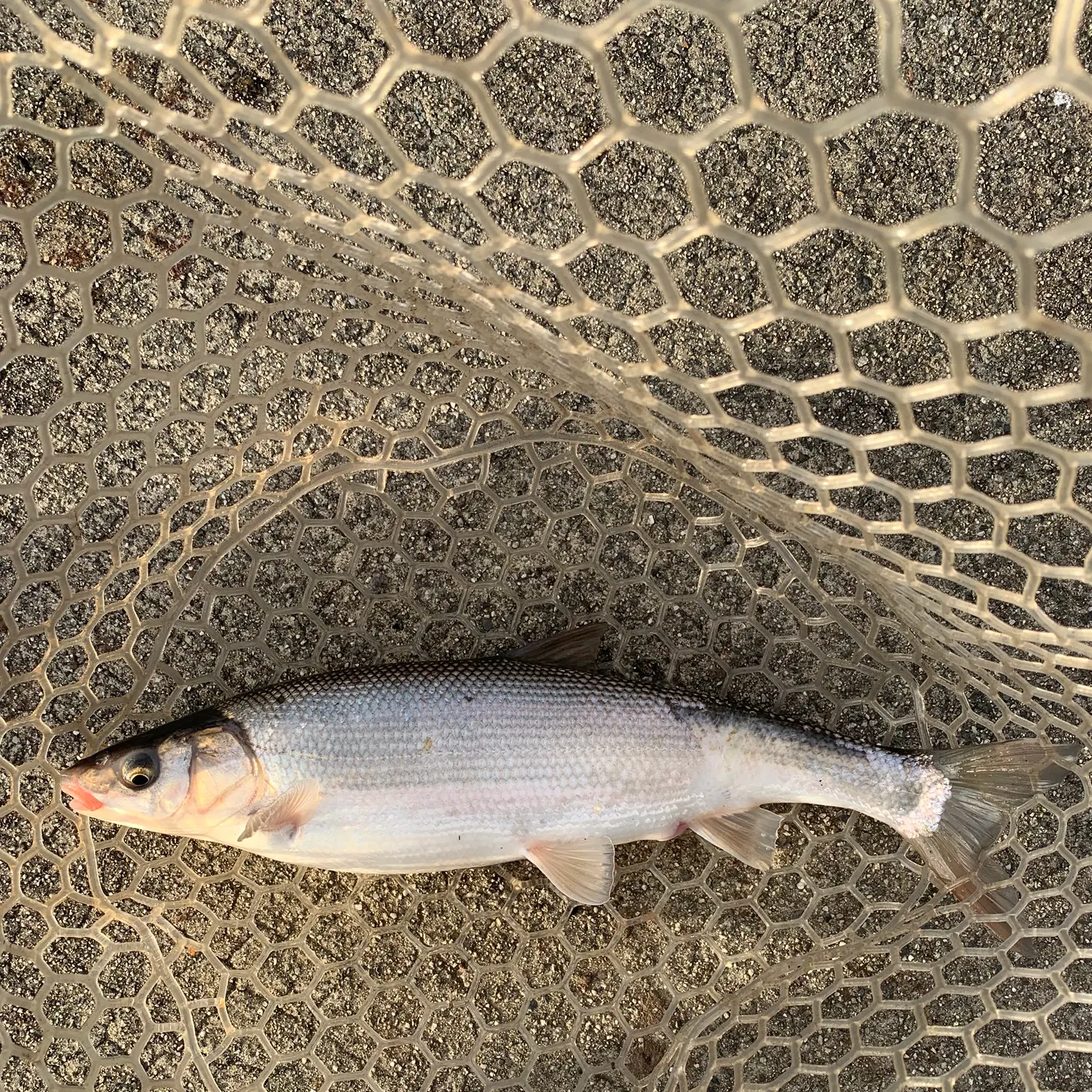 The most recent Peamouth catches on Fishbrain