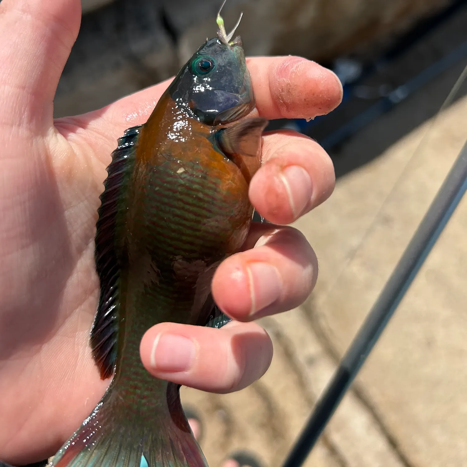 The most recent Saddle wrasse catches on Fishbrain