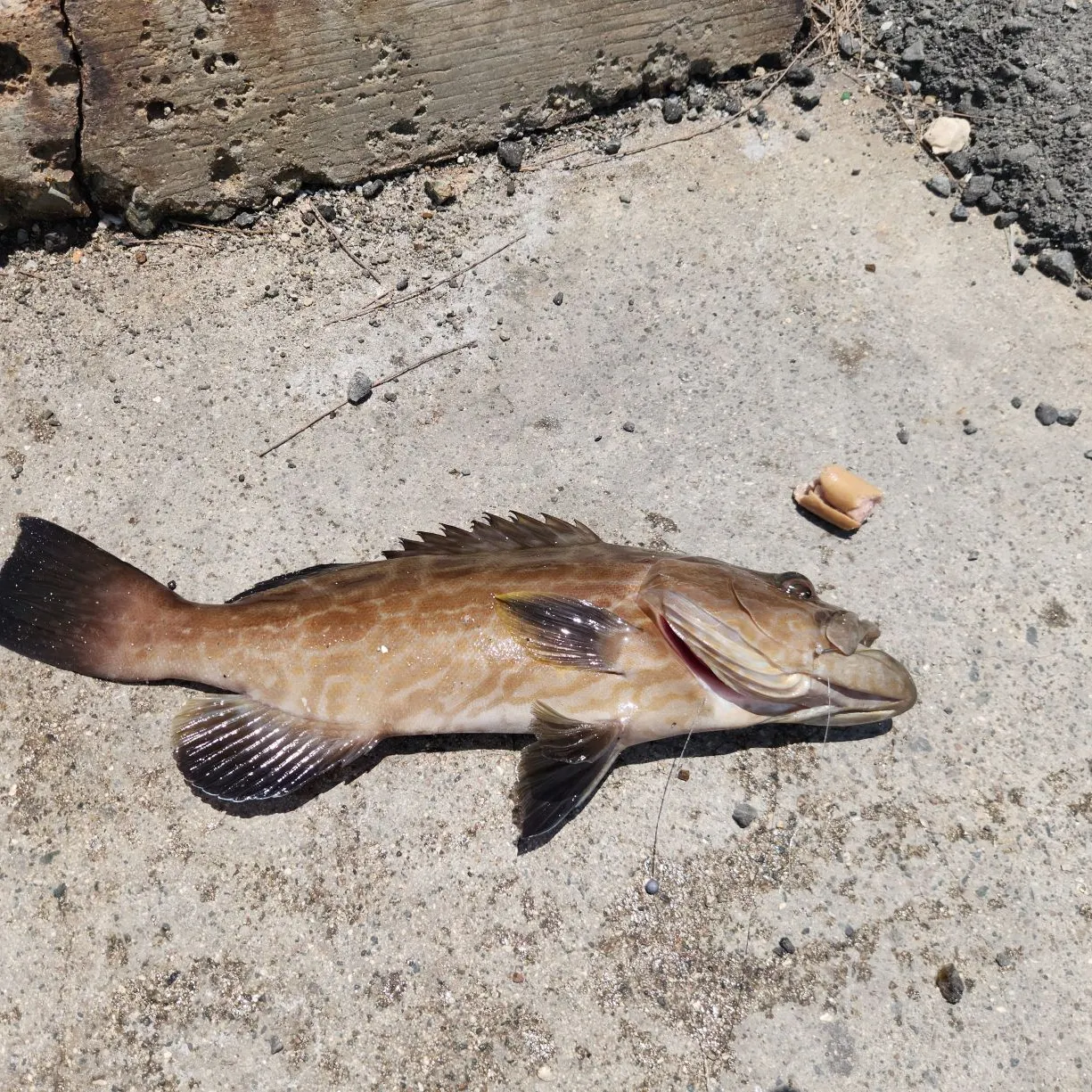 The most recent Black grouper catches on Fishbrain