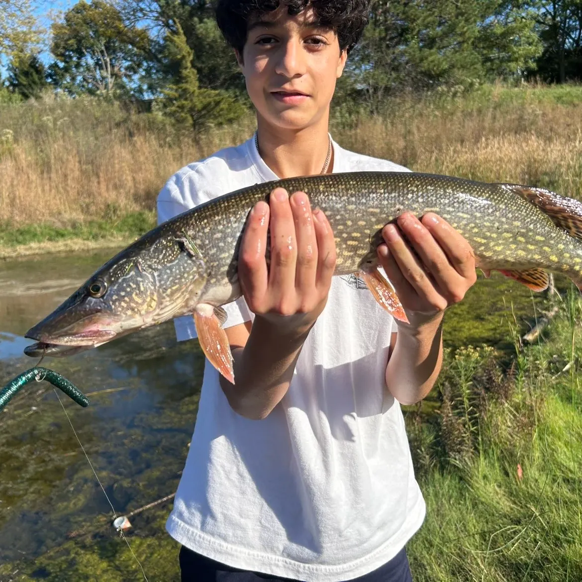 Northern pike caught on Fishbrain