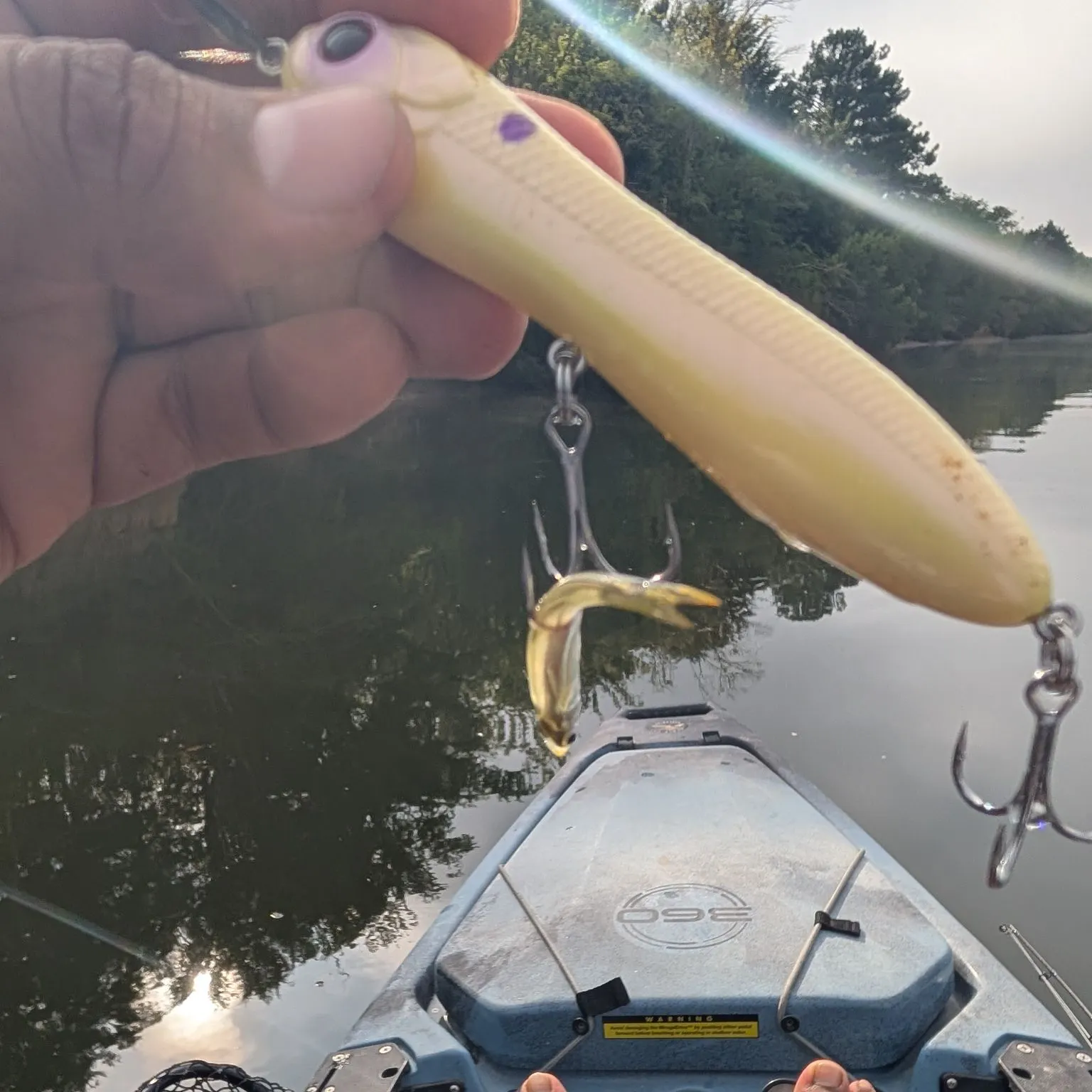 The most recent Greenfin shiner catches on Fishbrain