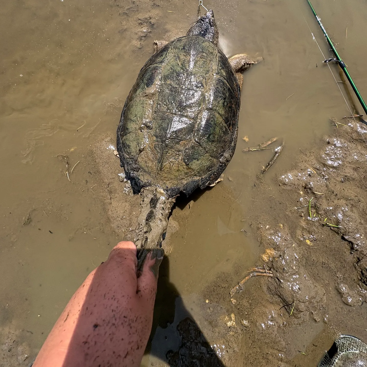 The most recent Australian swamp eel catches on Fishbrain