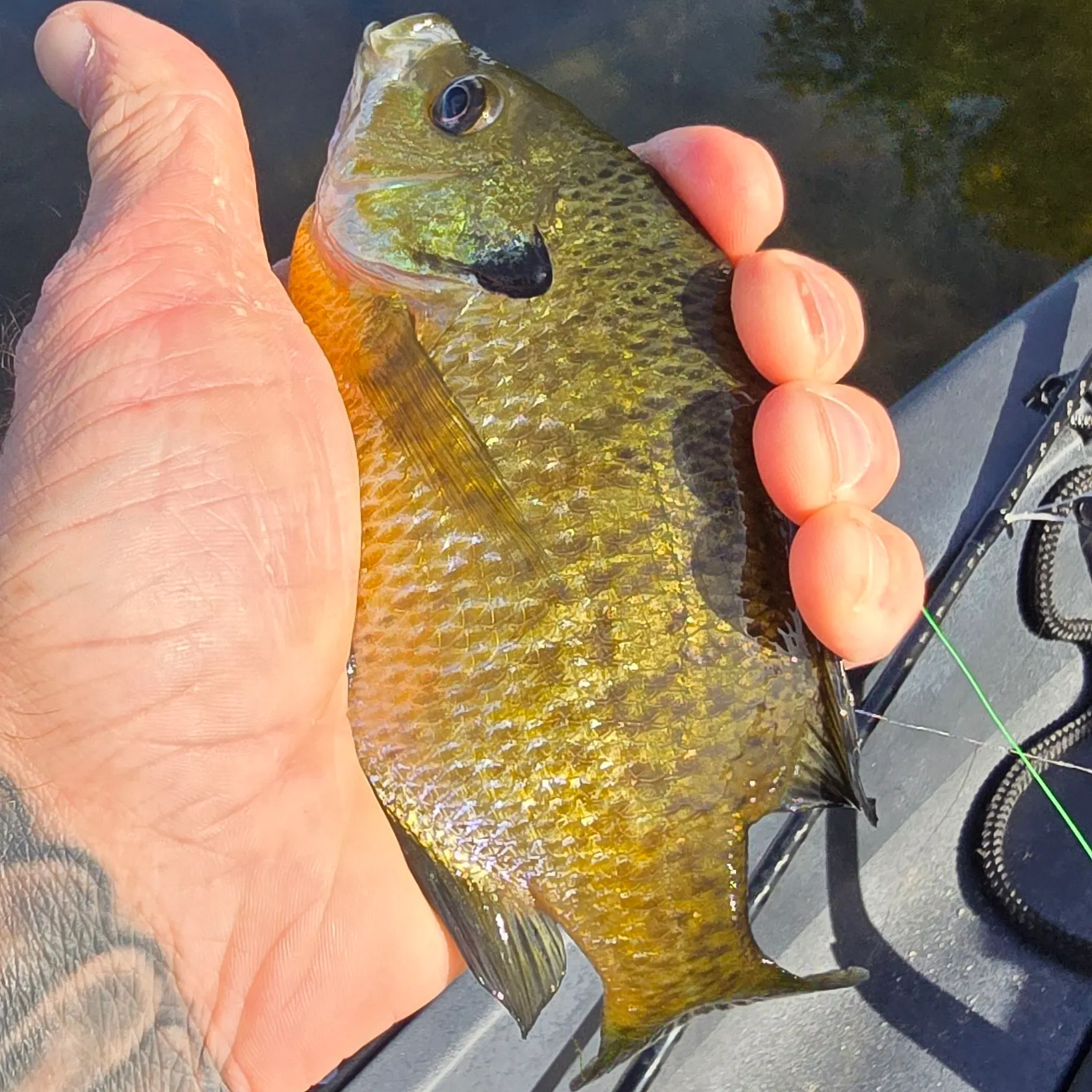 recently logged catches