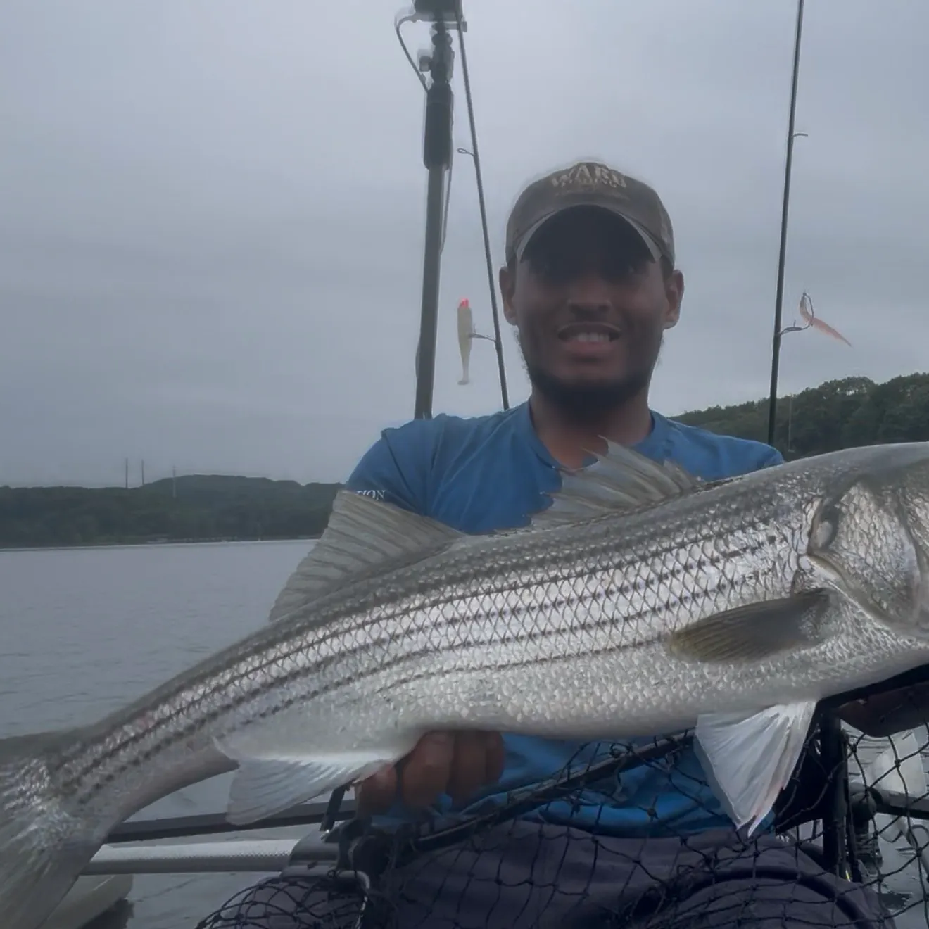 Striped bass caught on Fishbrain