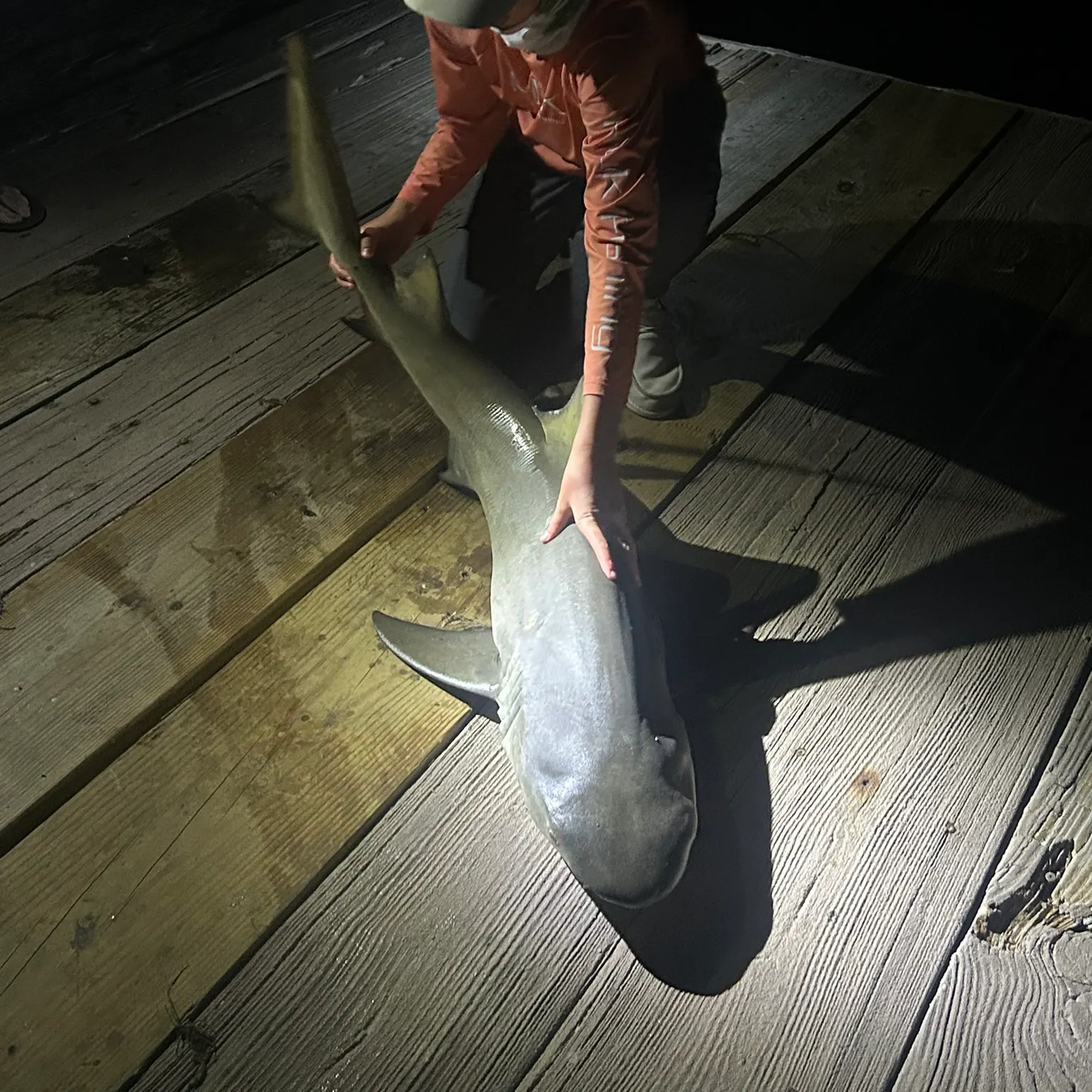 The most recent Lemon shark catches on Fishbrain
