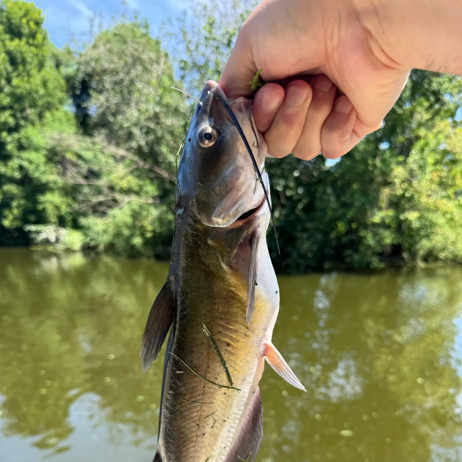 Channel catfish caught on Fishbrain