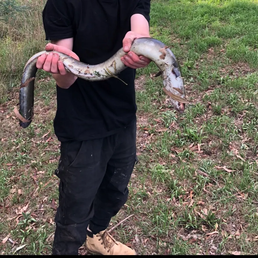 The most recent Shortfin eel catches on Fishbrain