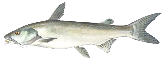 Hardhead sea catfish