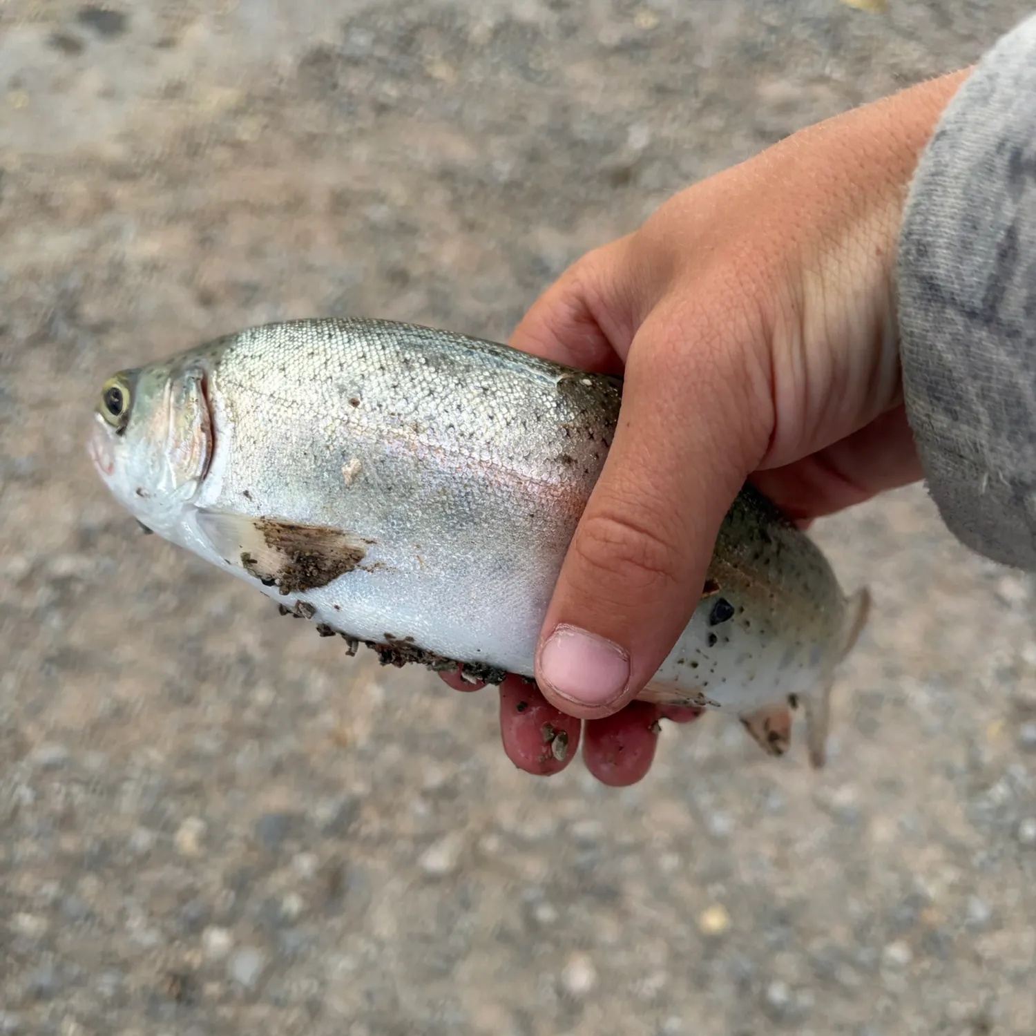 Rainbow trout caught on Fishbrain